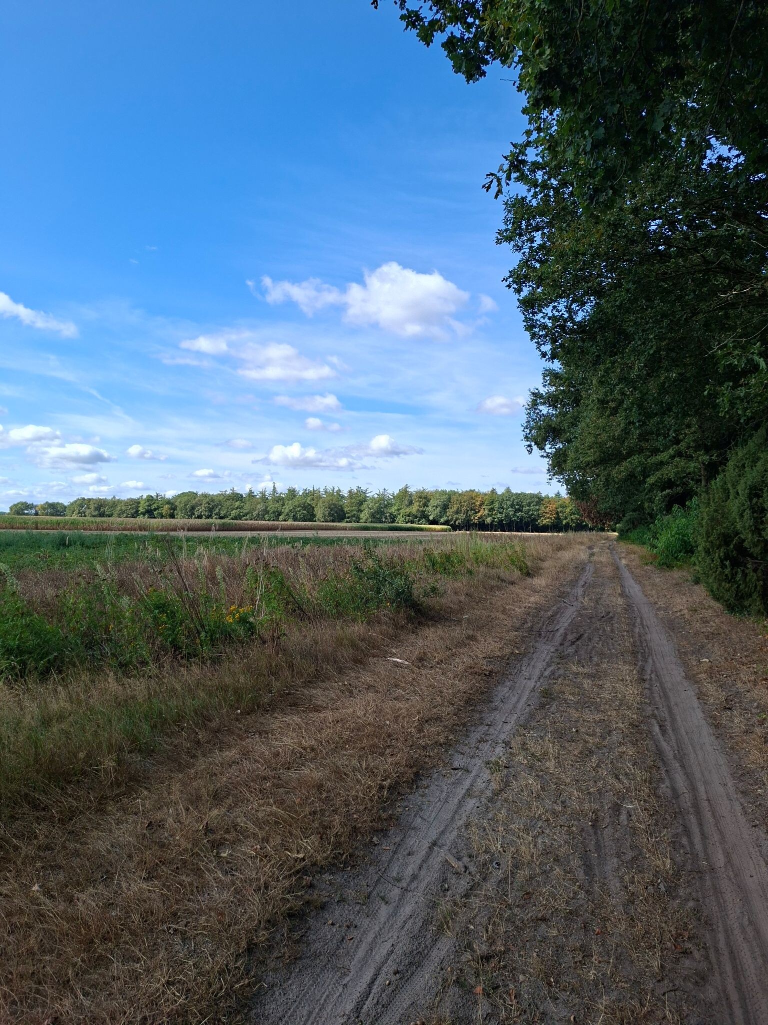 Wandelroute Jeneverbesroute Sleenerzand