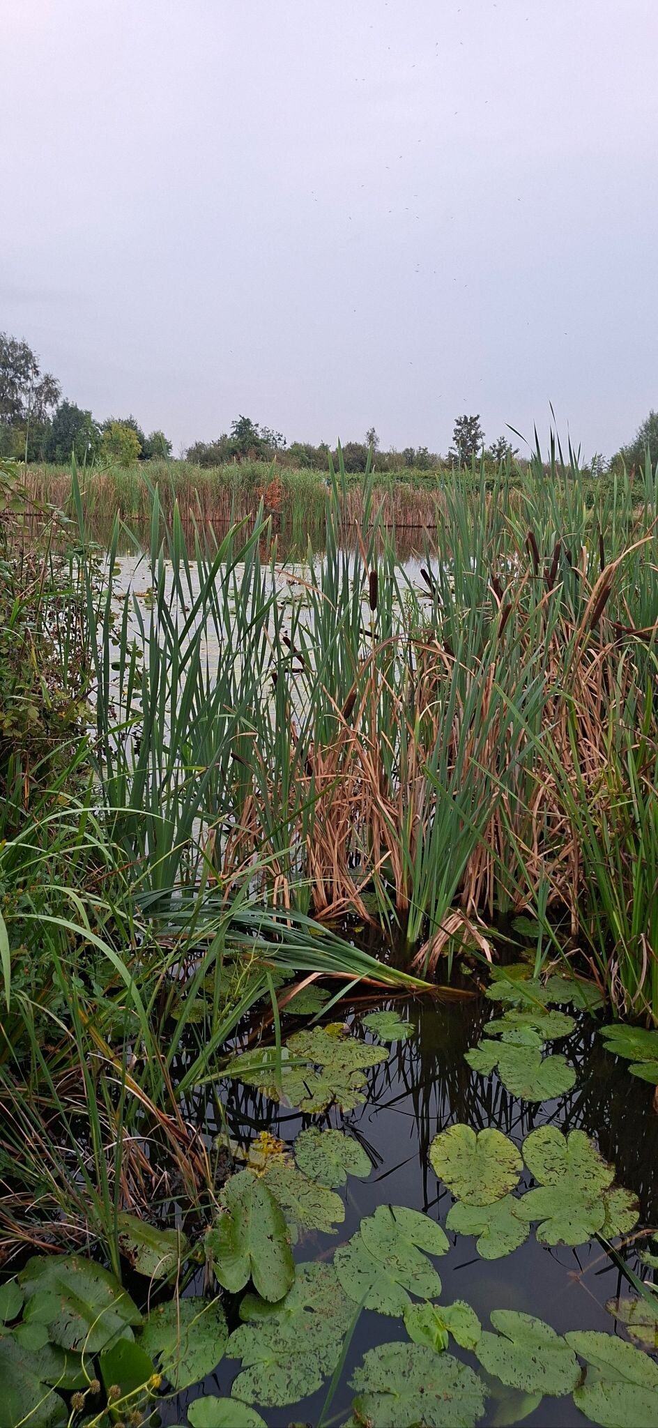 Zuid-Holland