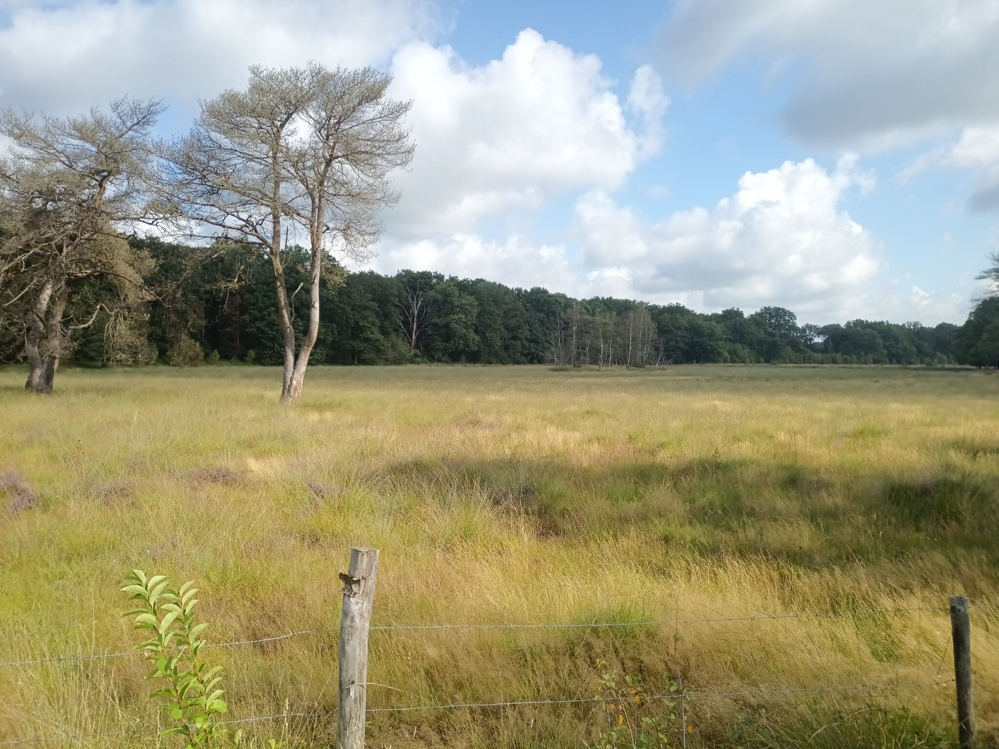 Boswachterspad Landal Amerongse Berg 