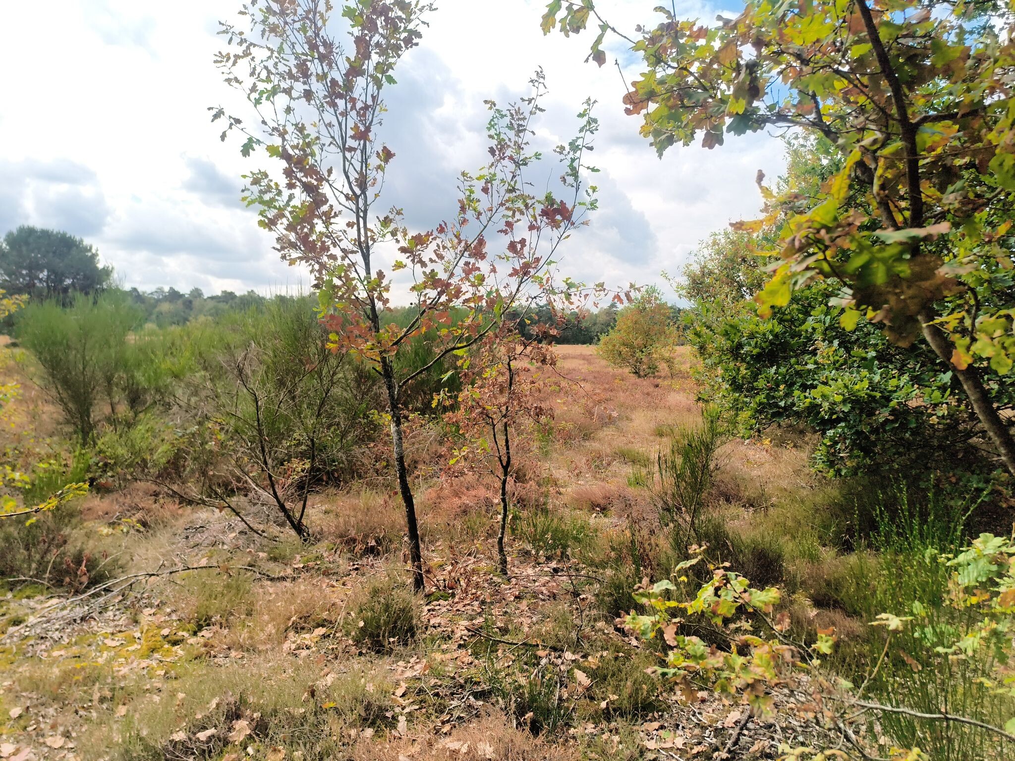 Wandelroute Peppelerboom
