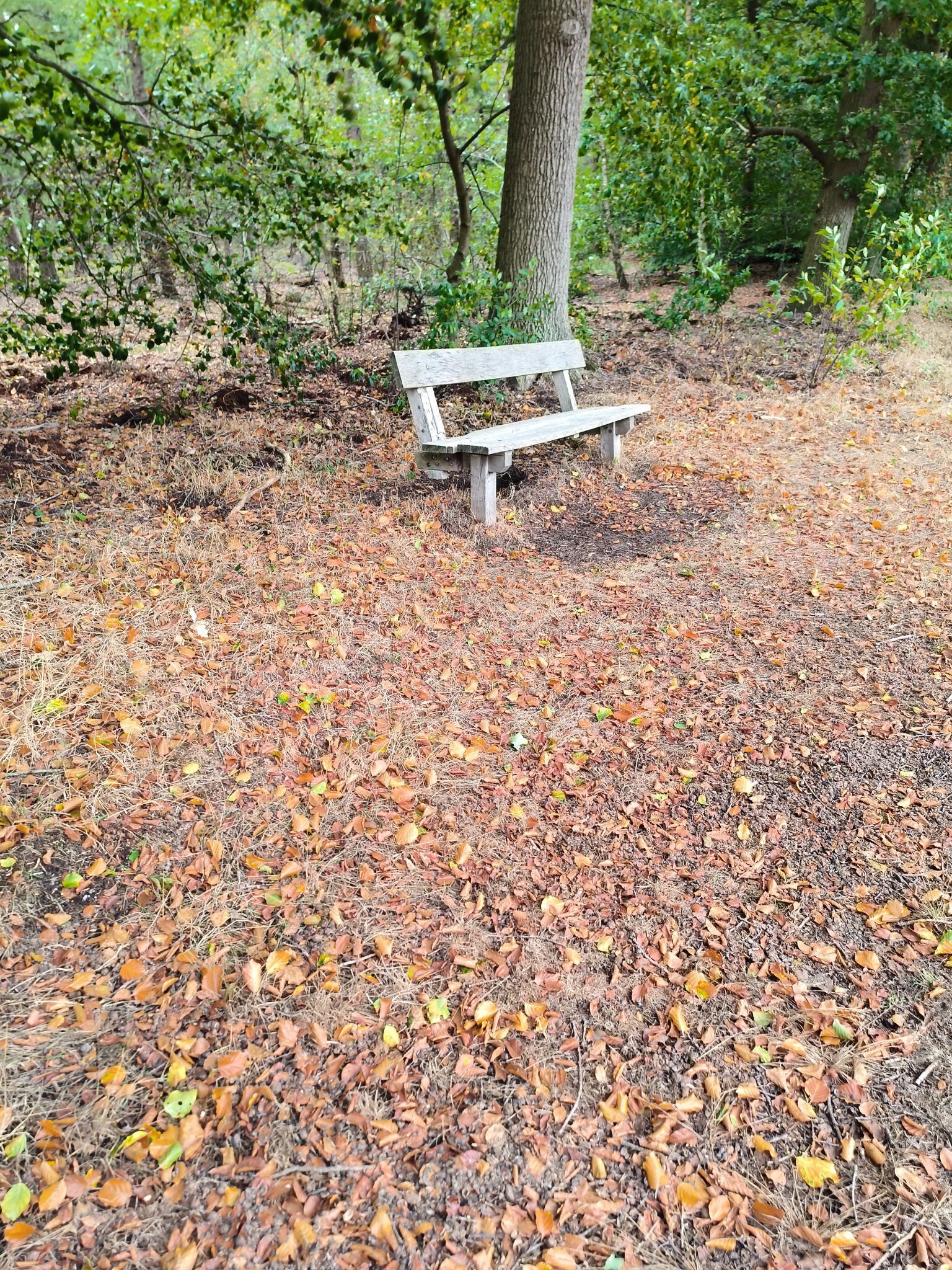 Wandelroute Peppelerboom