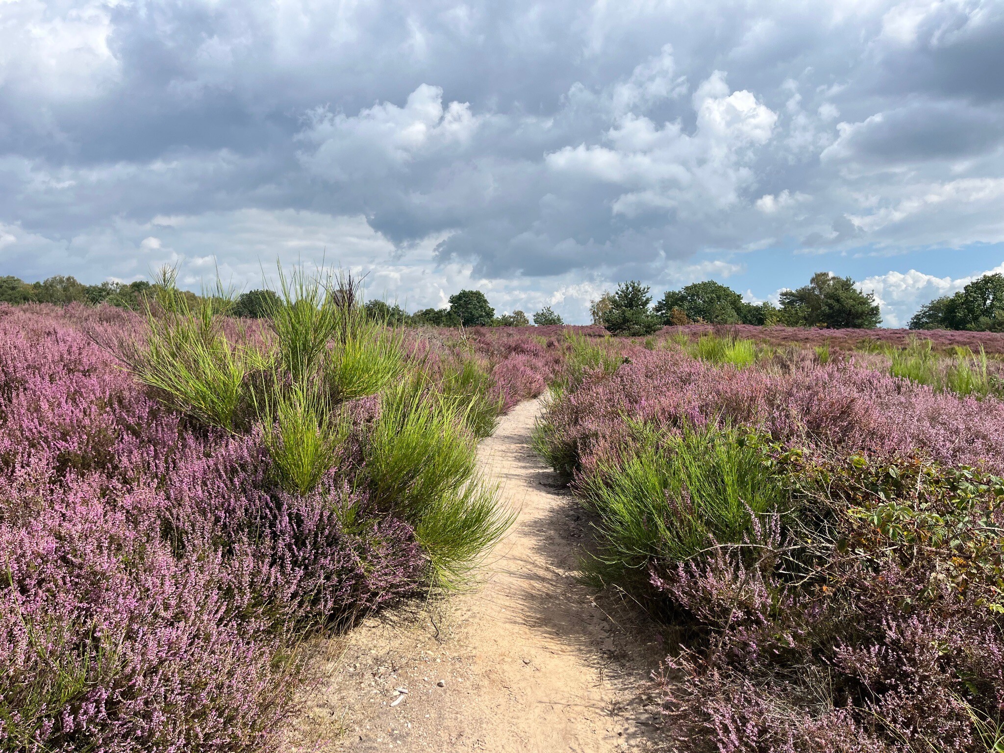 Rheden - Rozendaal · Veluwe Zwerfpad etappe 18