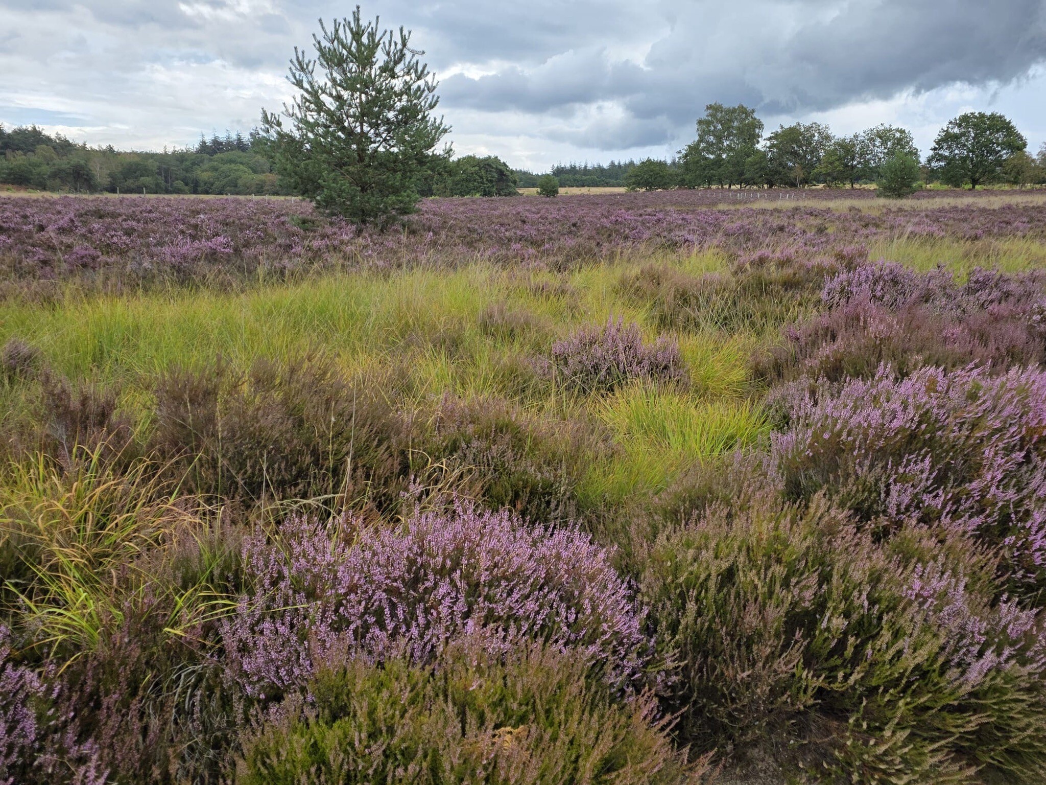 Hoenderloo - Kootwijk · Marskramerpad etappe 10