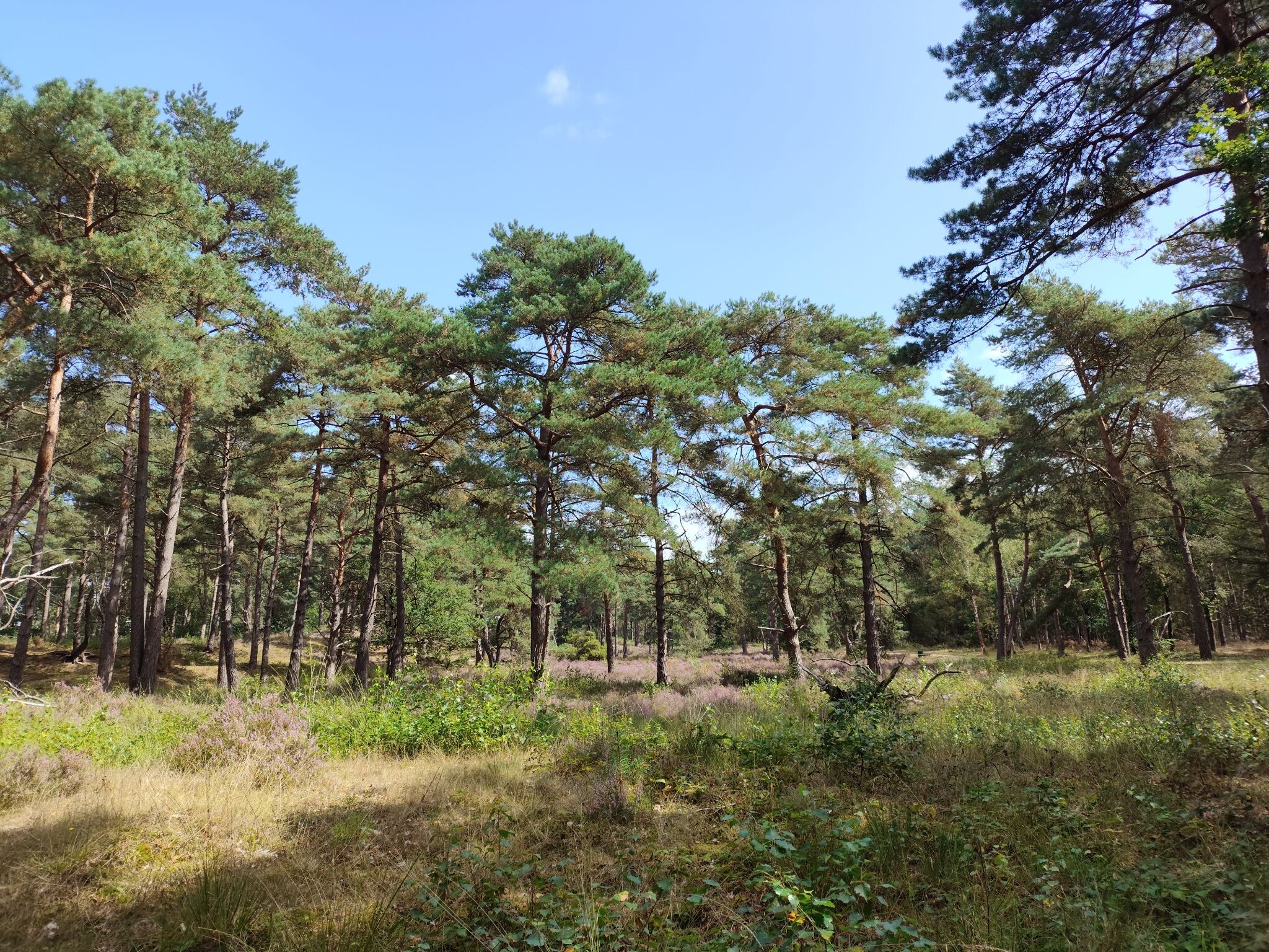 Soest
