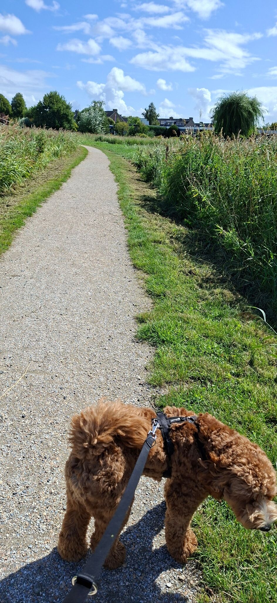 Wormer