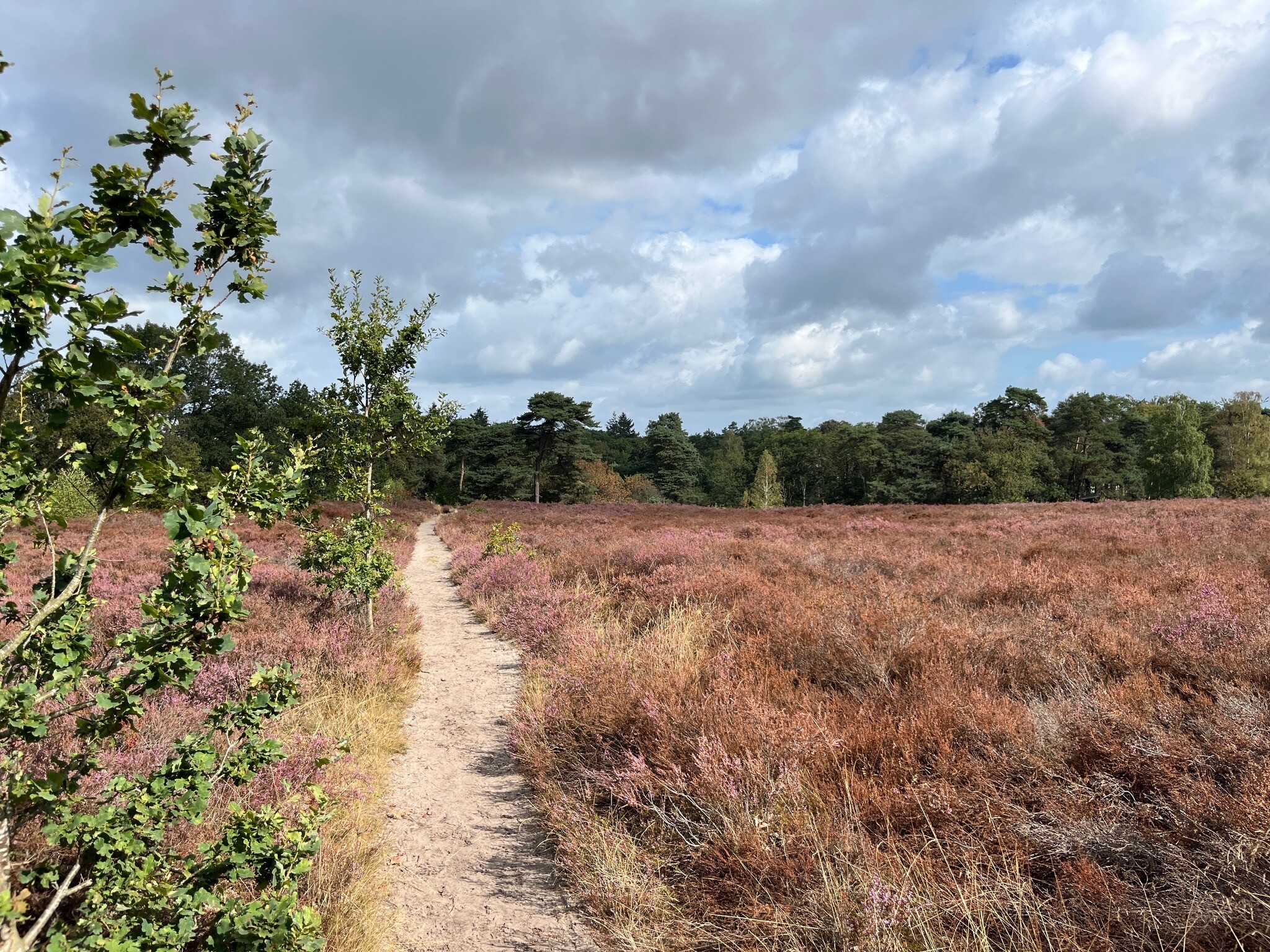 Ommen - Hellendoorn · Pieterpad etappe 10