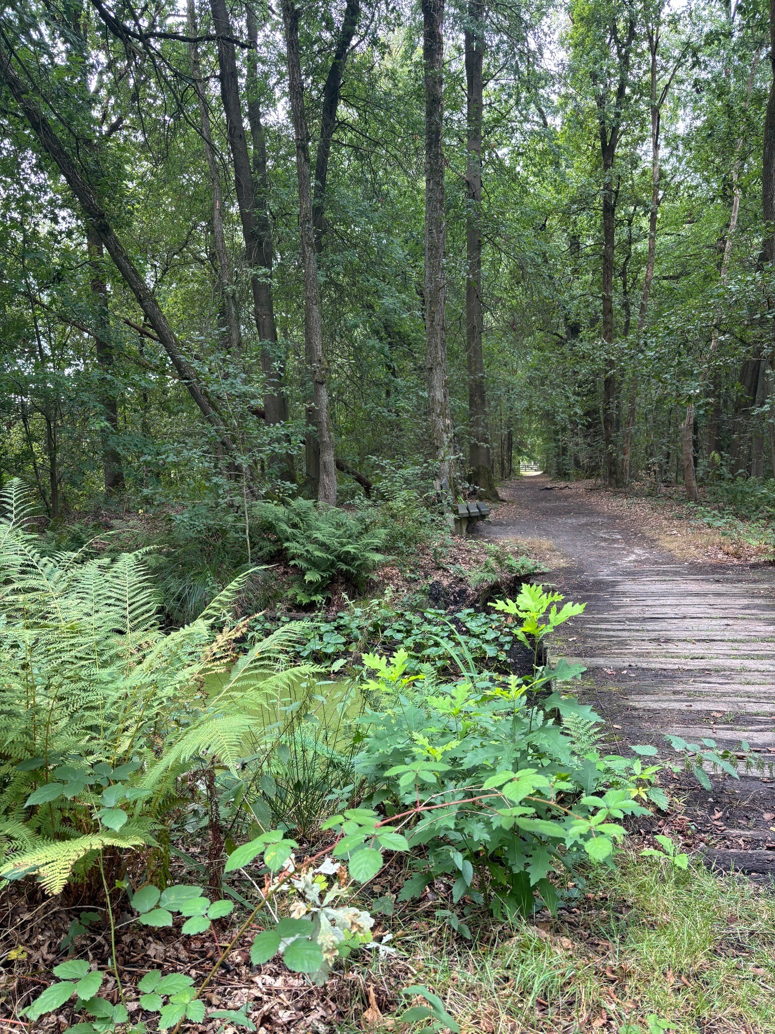 Wandelroute Schuitwater Moerasbos