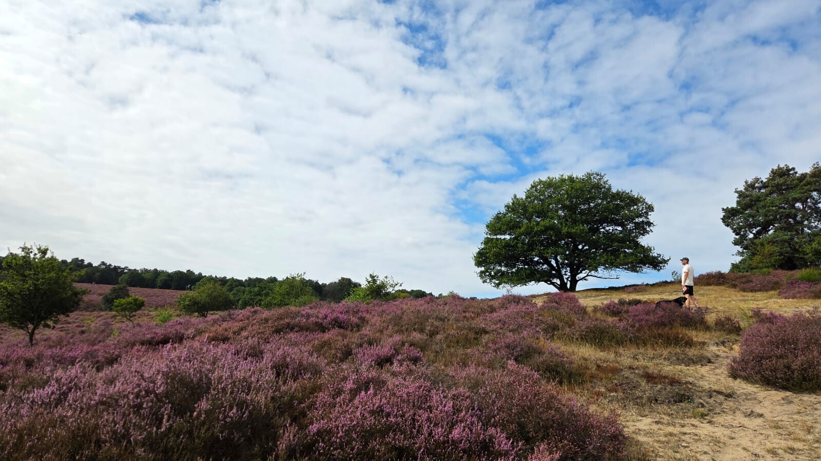 Prachtige bos en heide wandeling