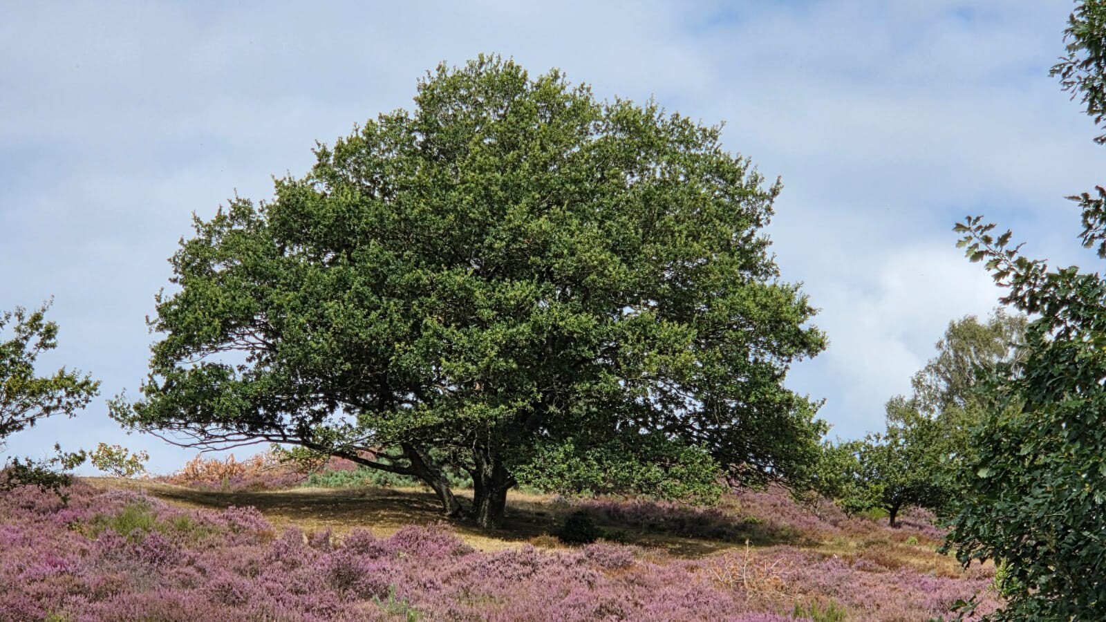 Prachtige bos en heide wandeling
