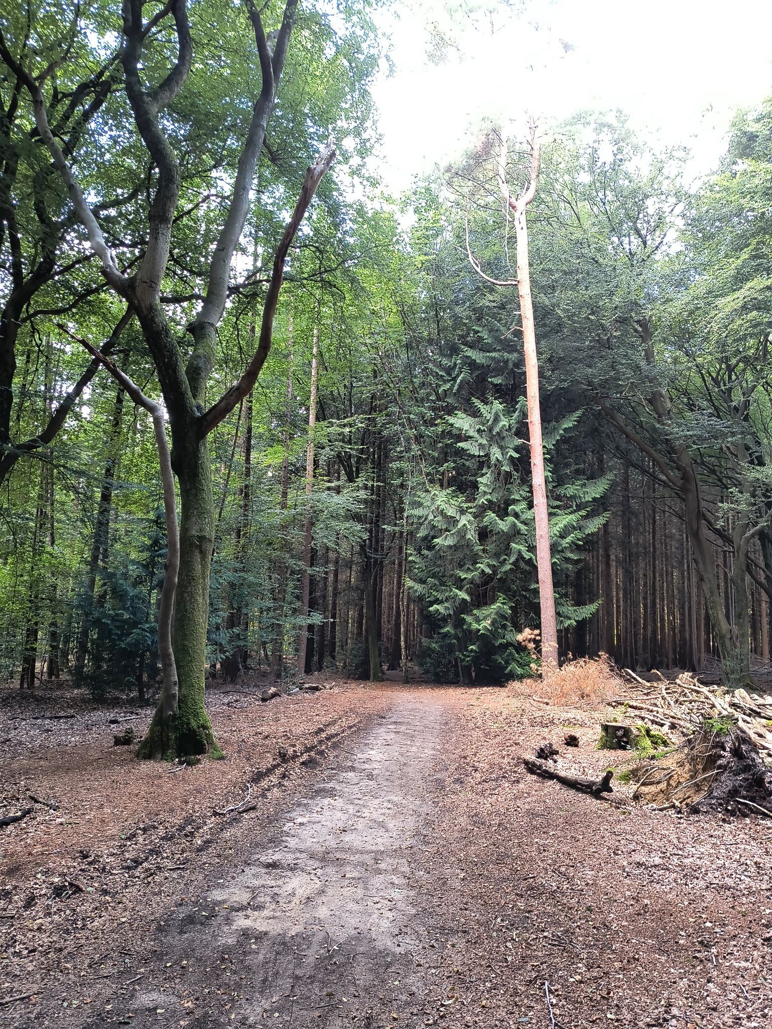 Garderen