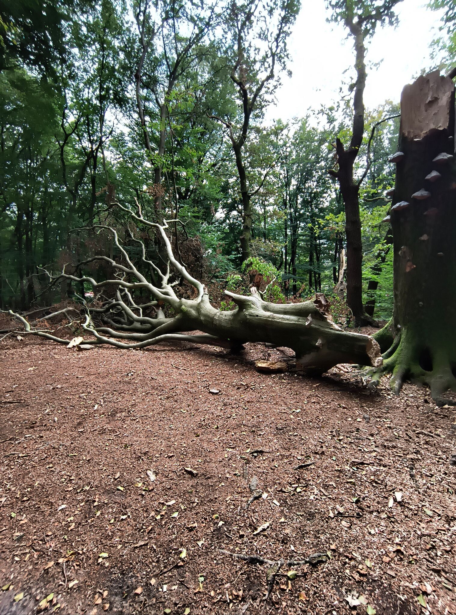 Garderen - Putten · Veluwe Zwerfpad etappe 7
