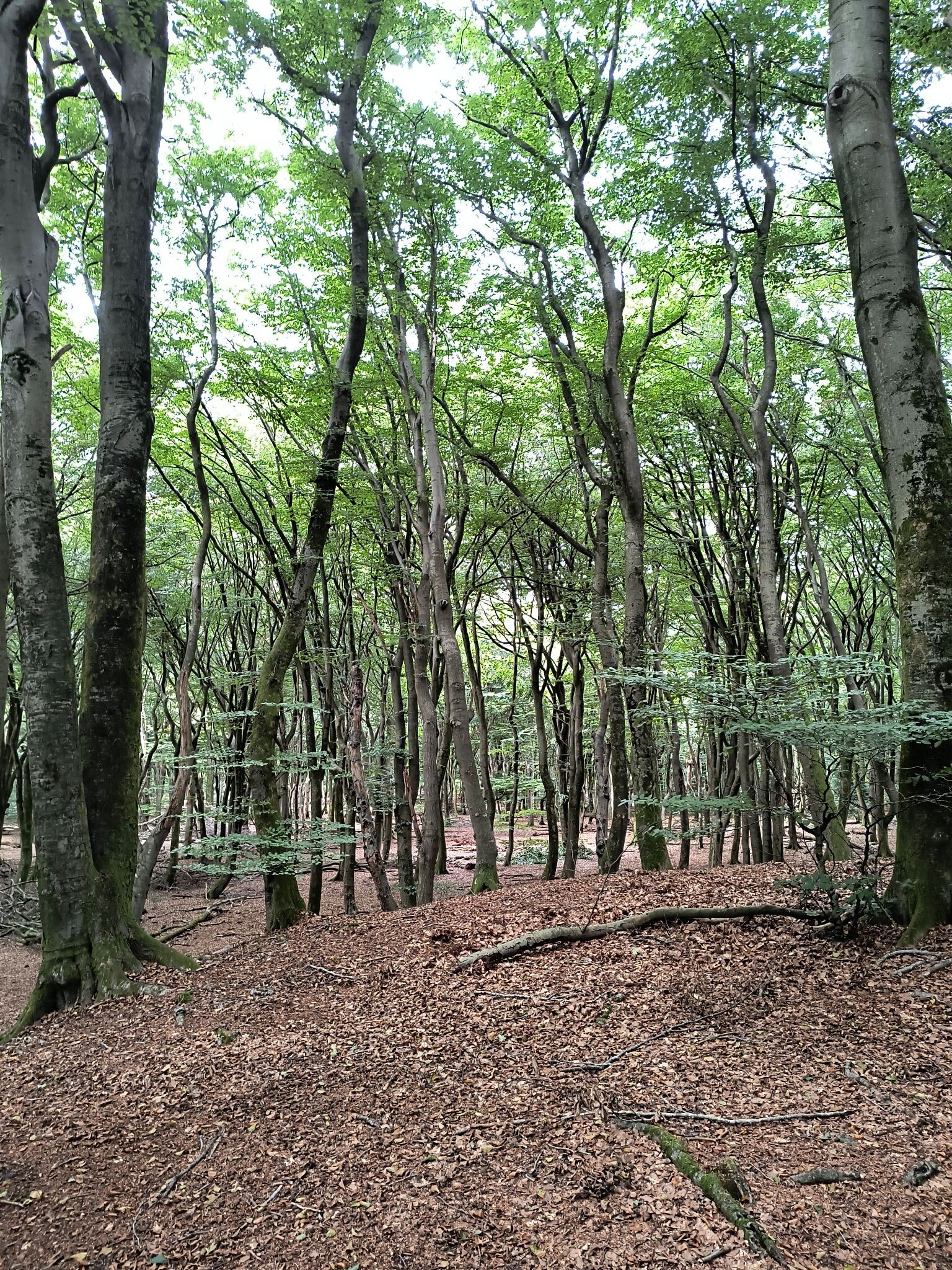 Wandelroute De Duintjes