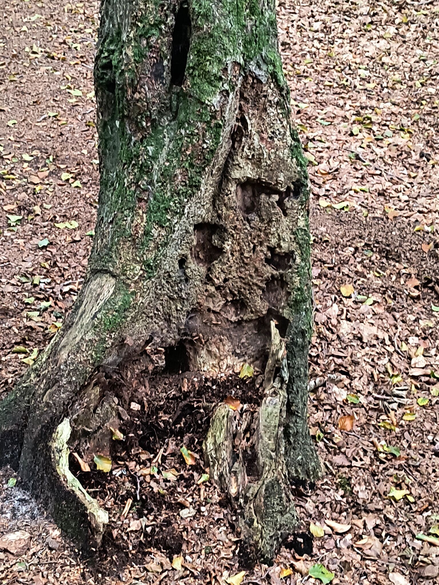 Wandelroute De Duintjes