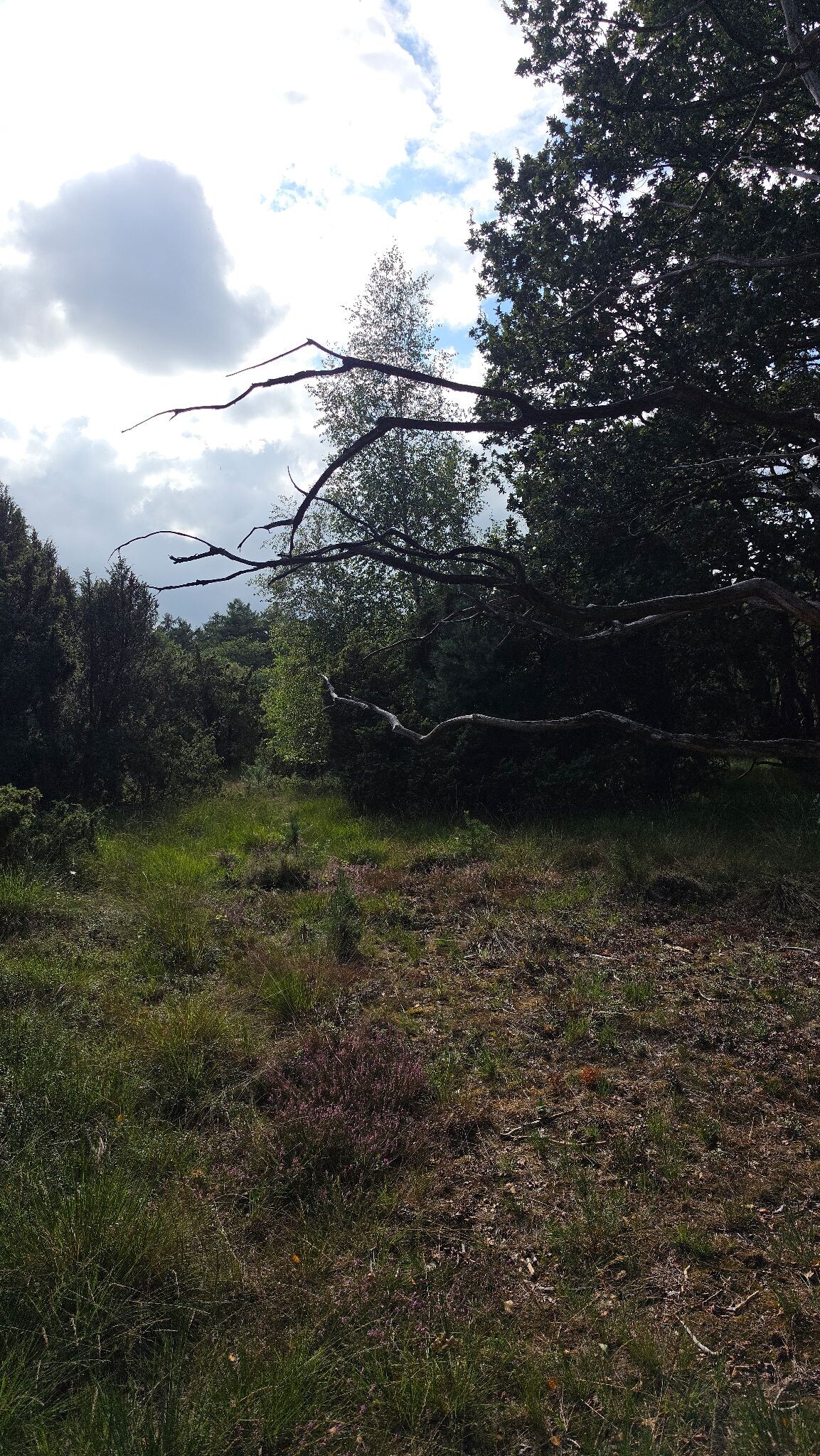 Meppen de Palmen, een kort mooi stukje