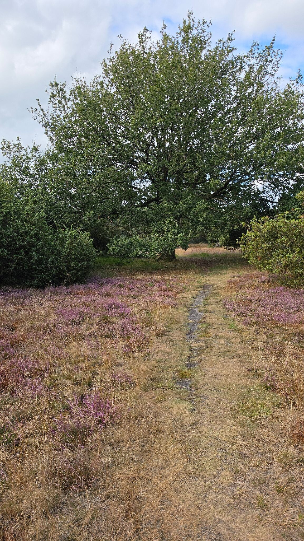 Meppen de Palmen, een kort mooi stukje