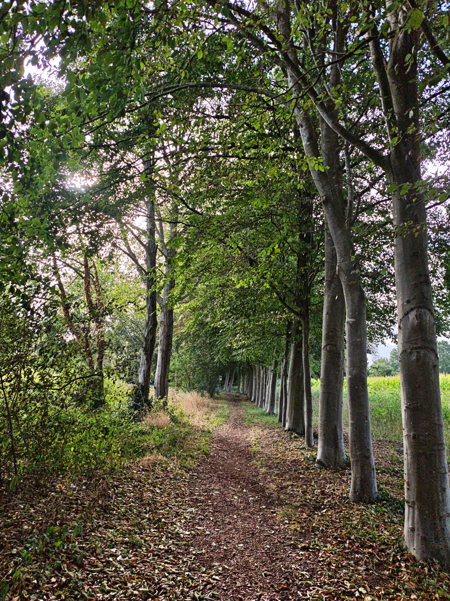 Bekbergerpad Beekbergen