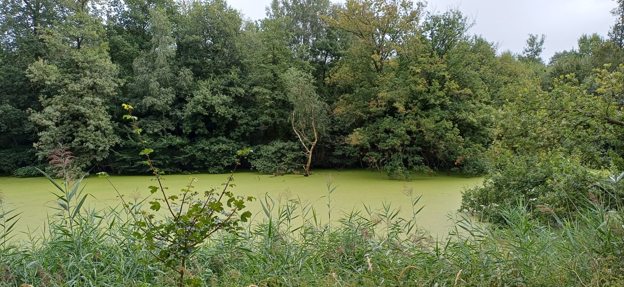Luttelgeest