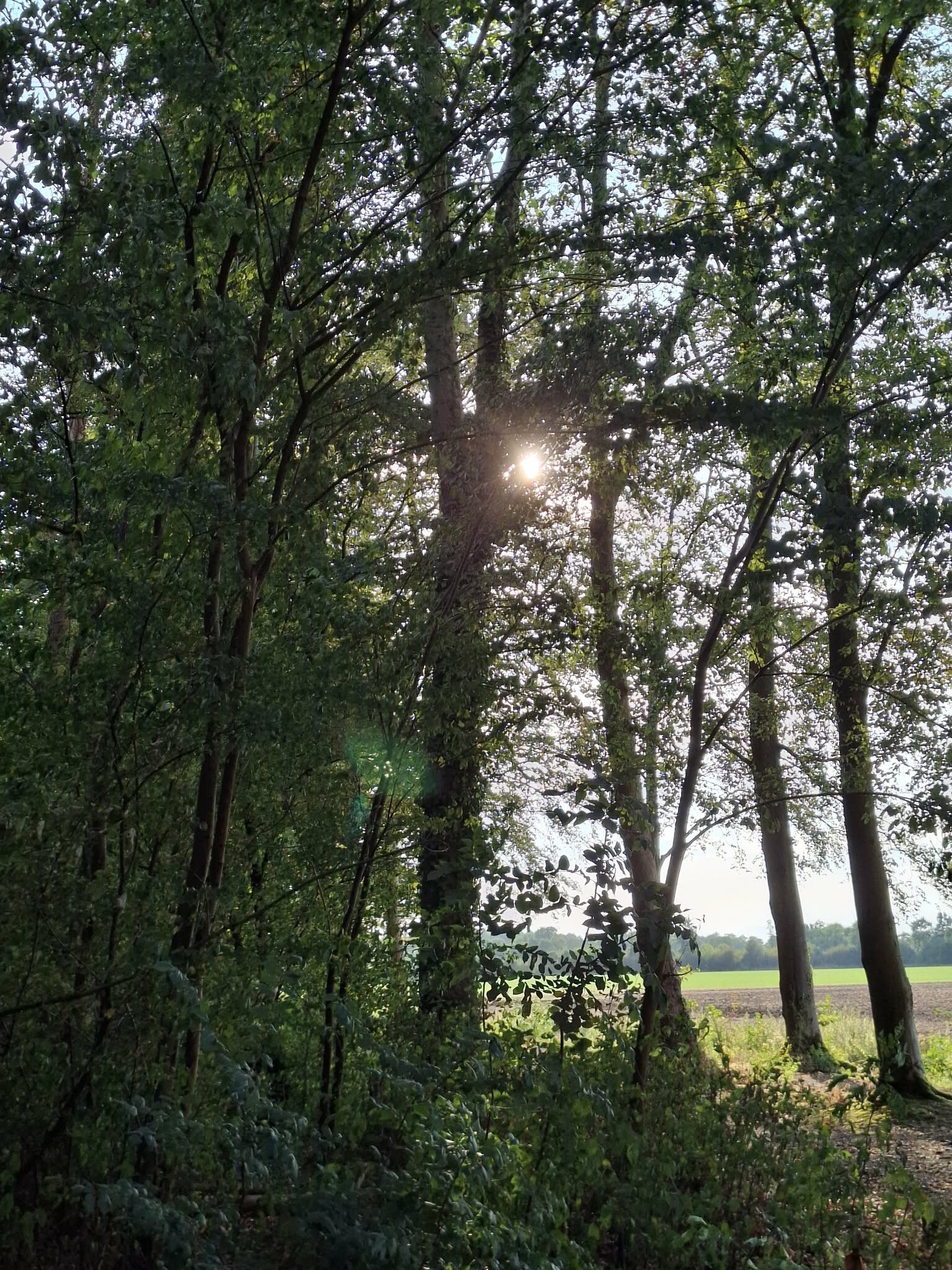 Zoelen