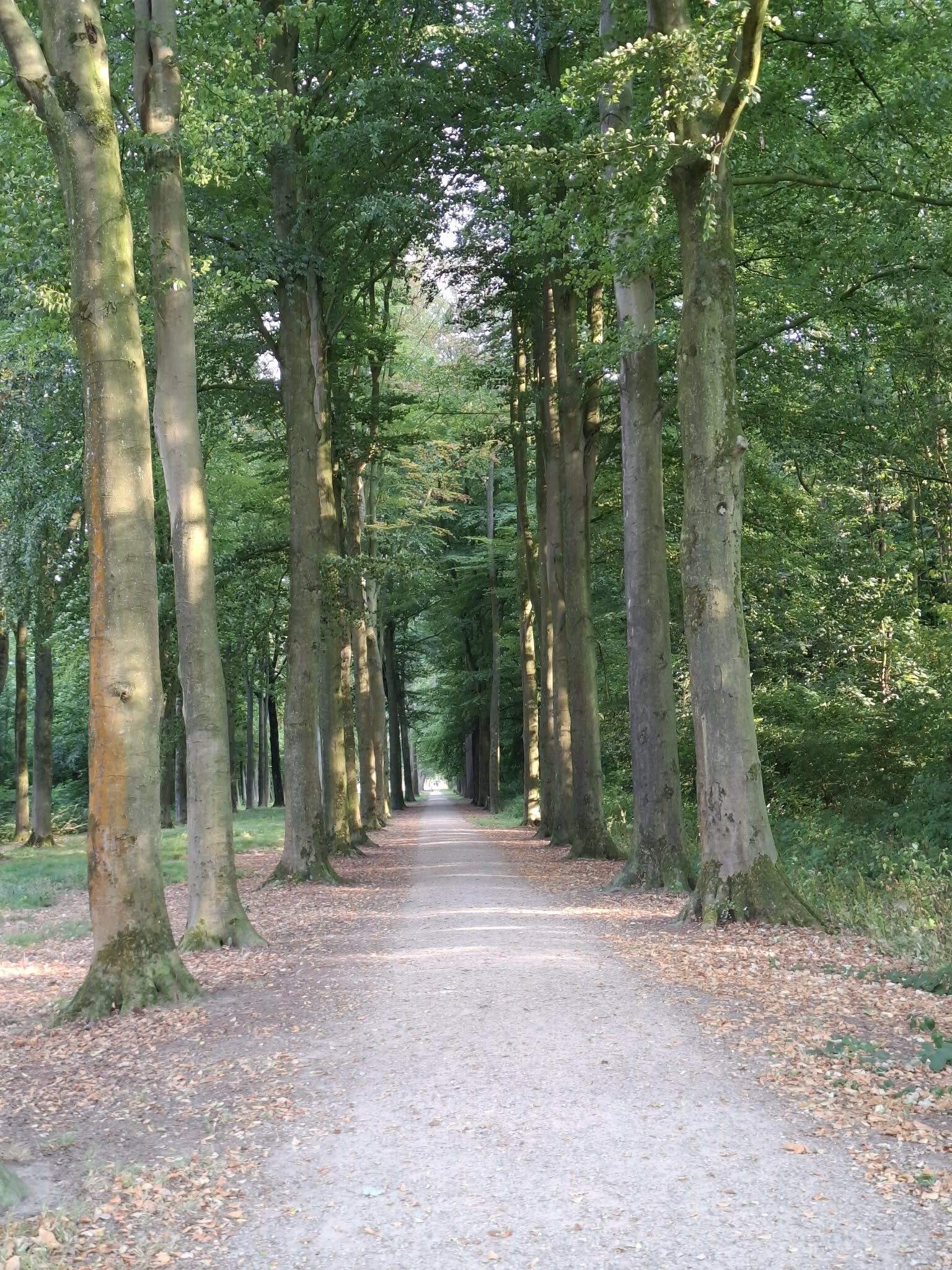 Zoelen