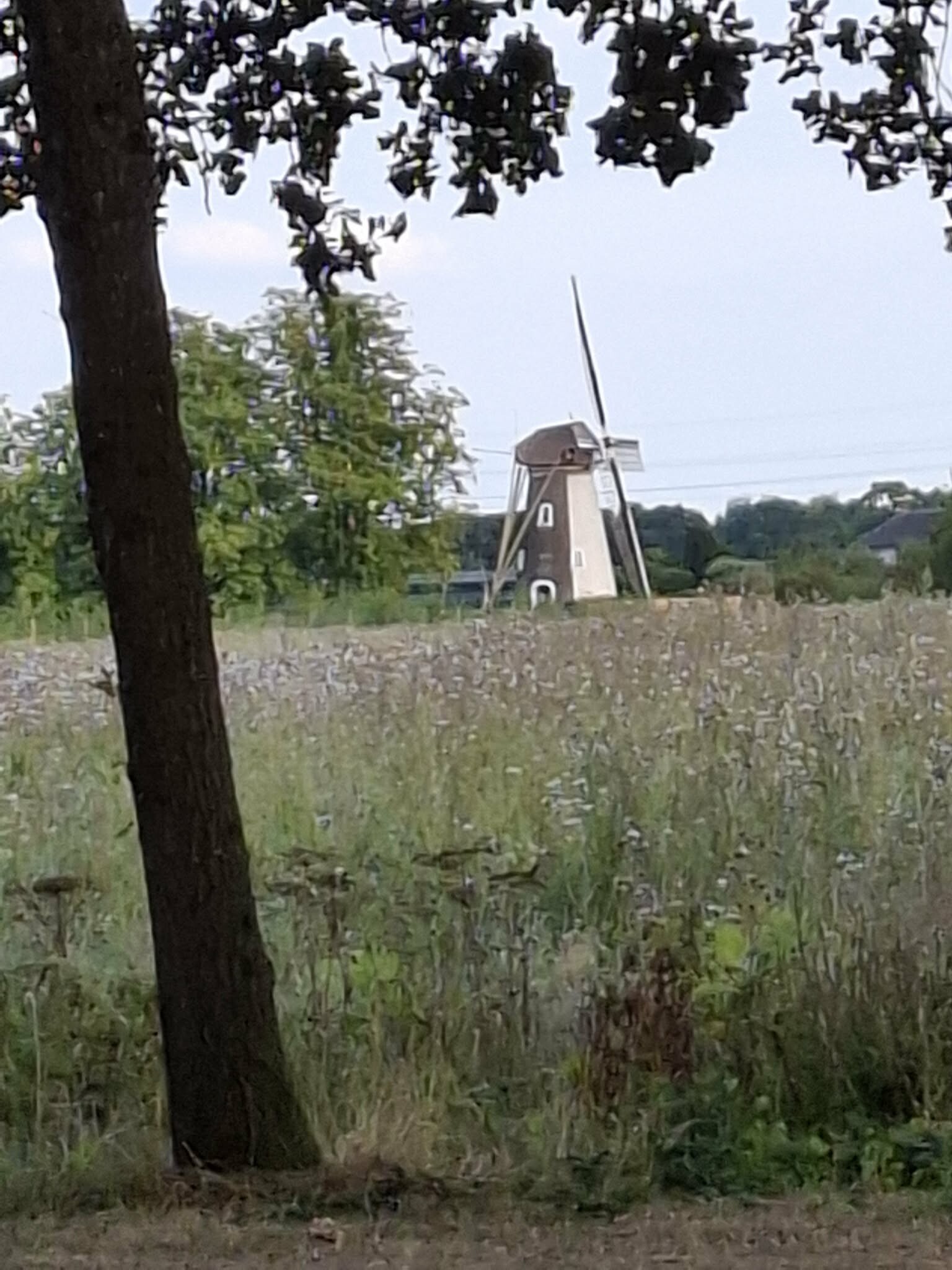 Zoelen