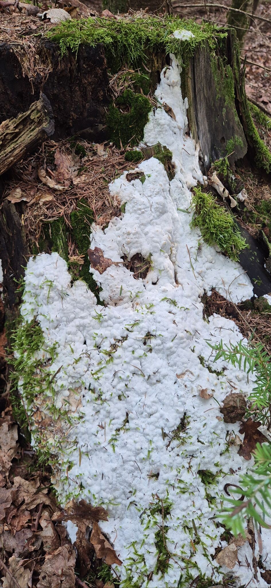 Wandelroute Kerkpad Kampina, bij Boxtel