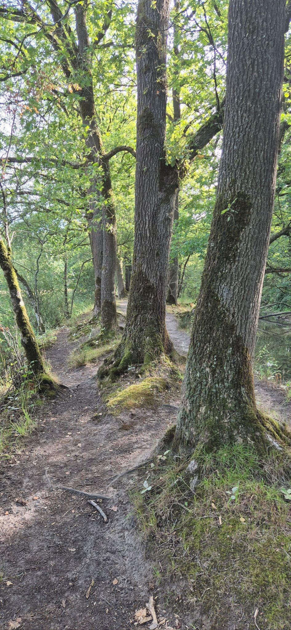Boswachter Frans wandelroute