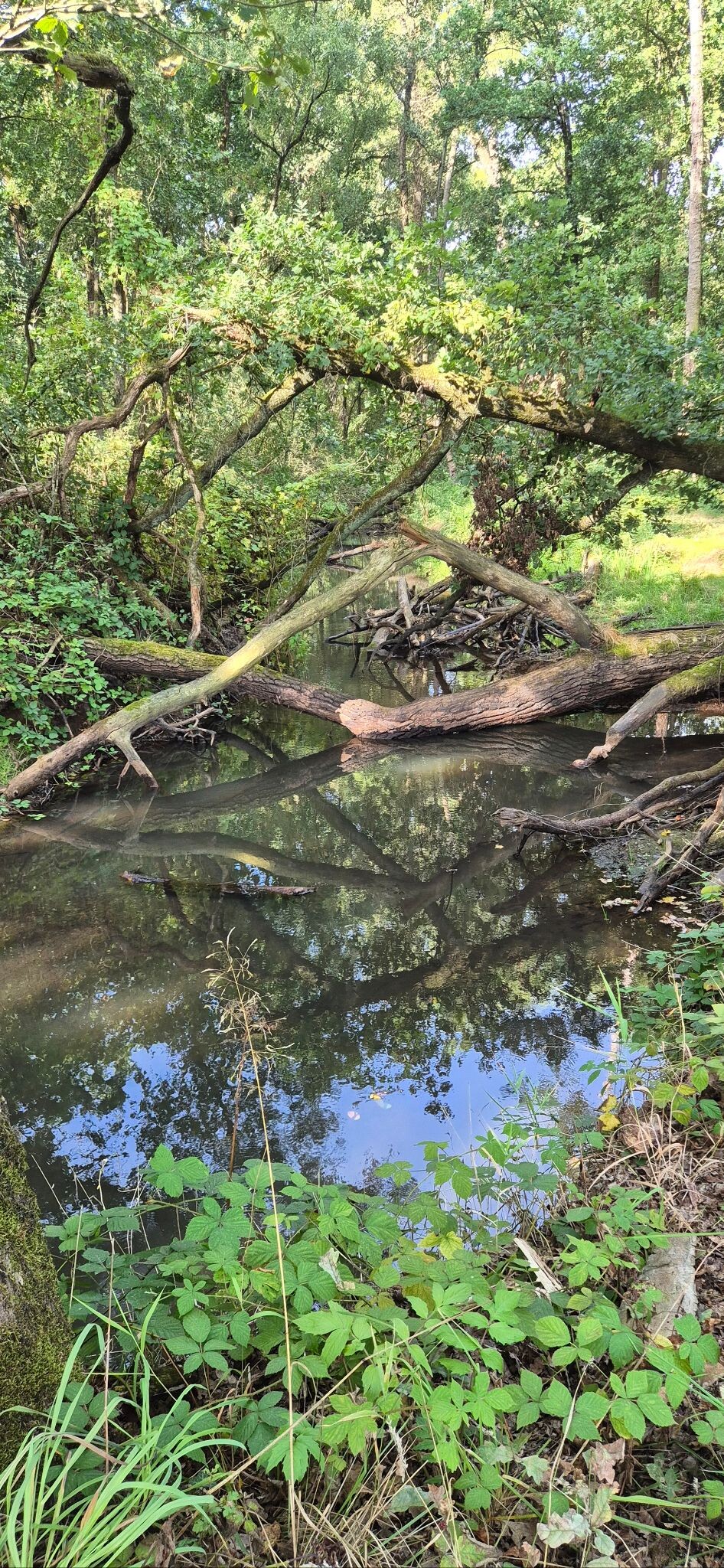 Wandelroute Kerkpad Kampina, bij Boxtel