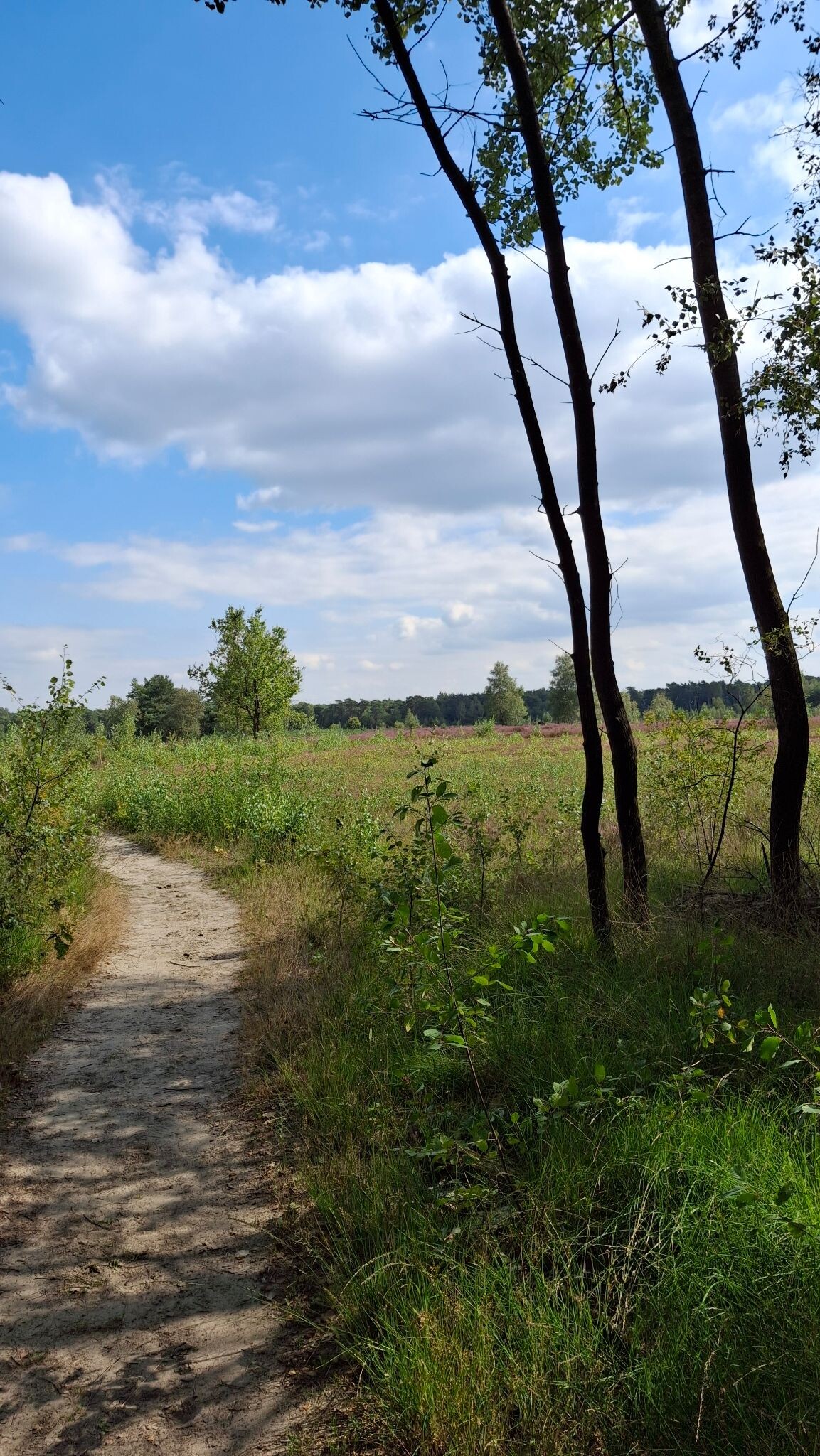 Koekoeksroute