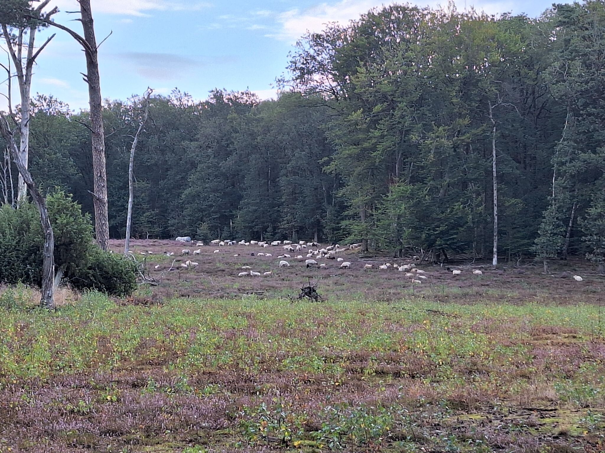 Rossum - Dal van Mosbeek - Tubbergen · Hilligenpad etappe 3
