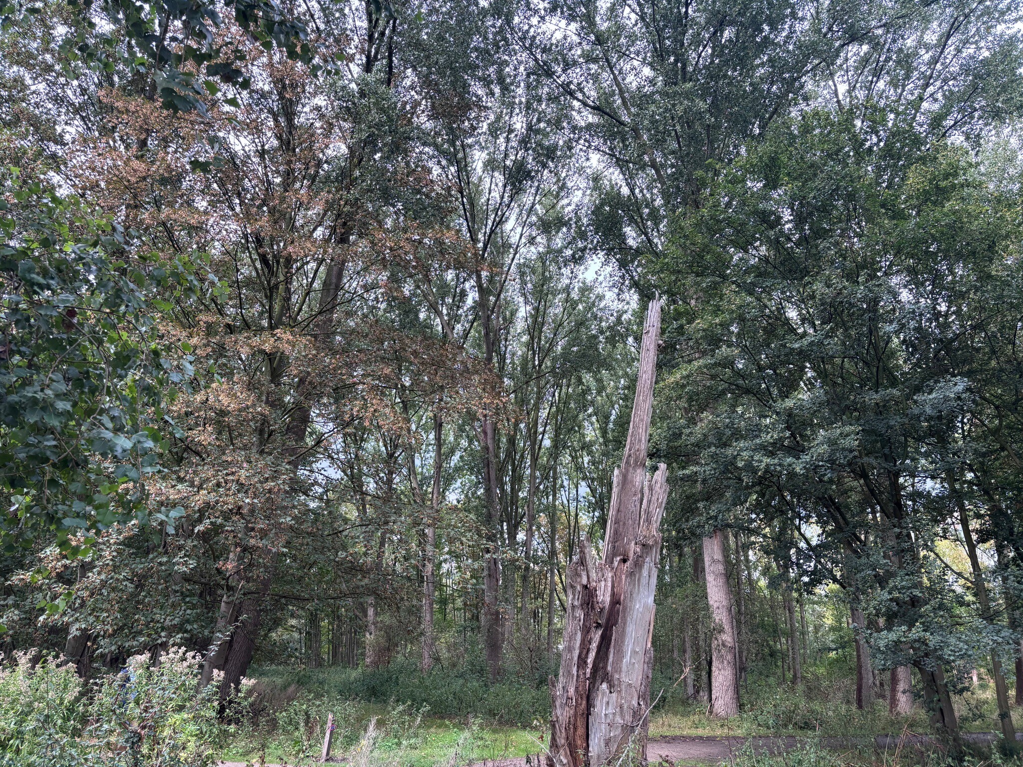 Boswachterspad Bergse Bossen