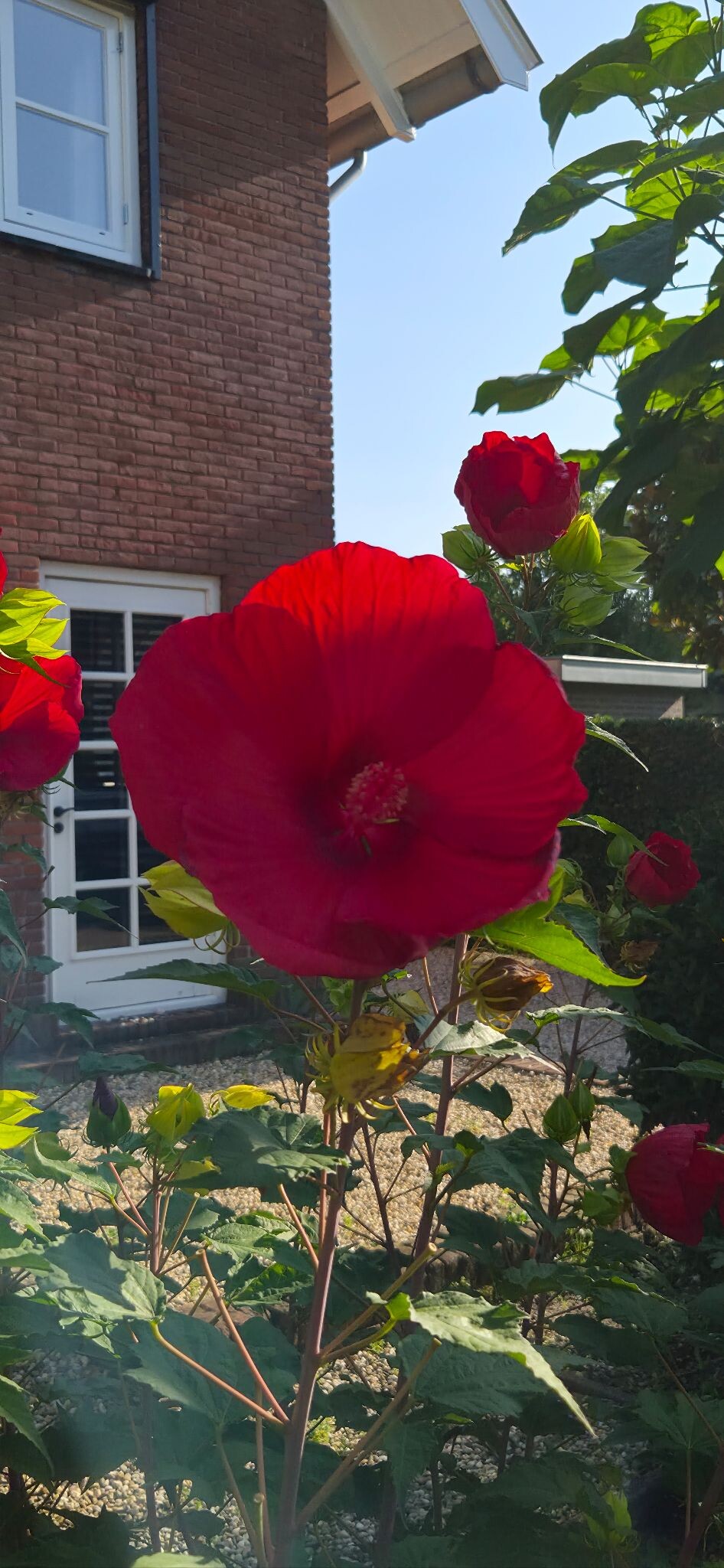 Foto van opname