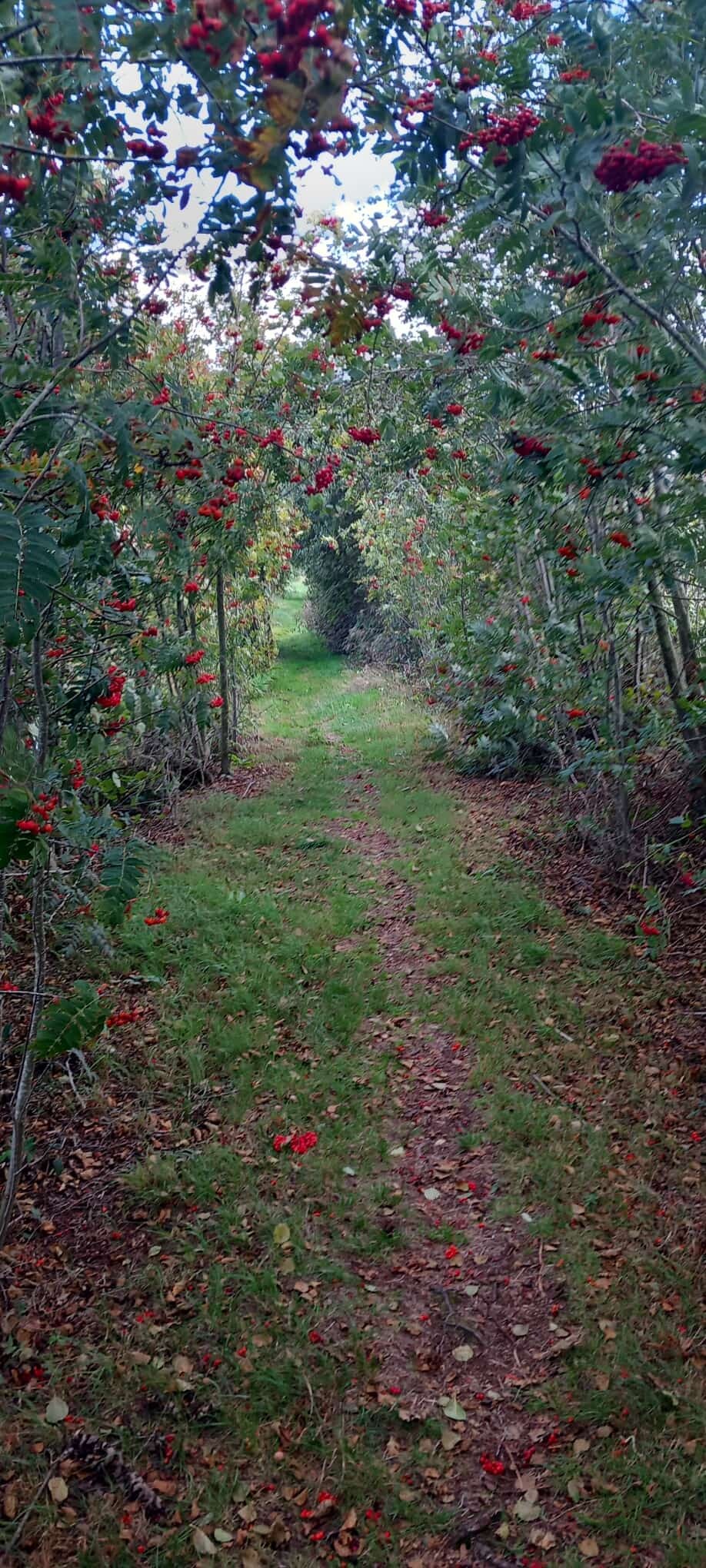 Wandelroute Rondje Oukoop