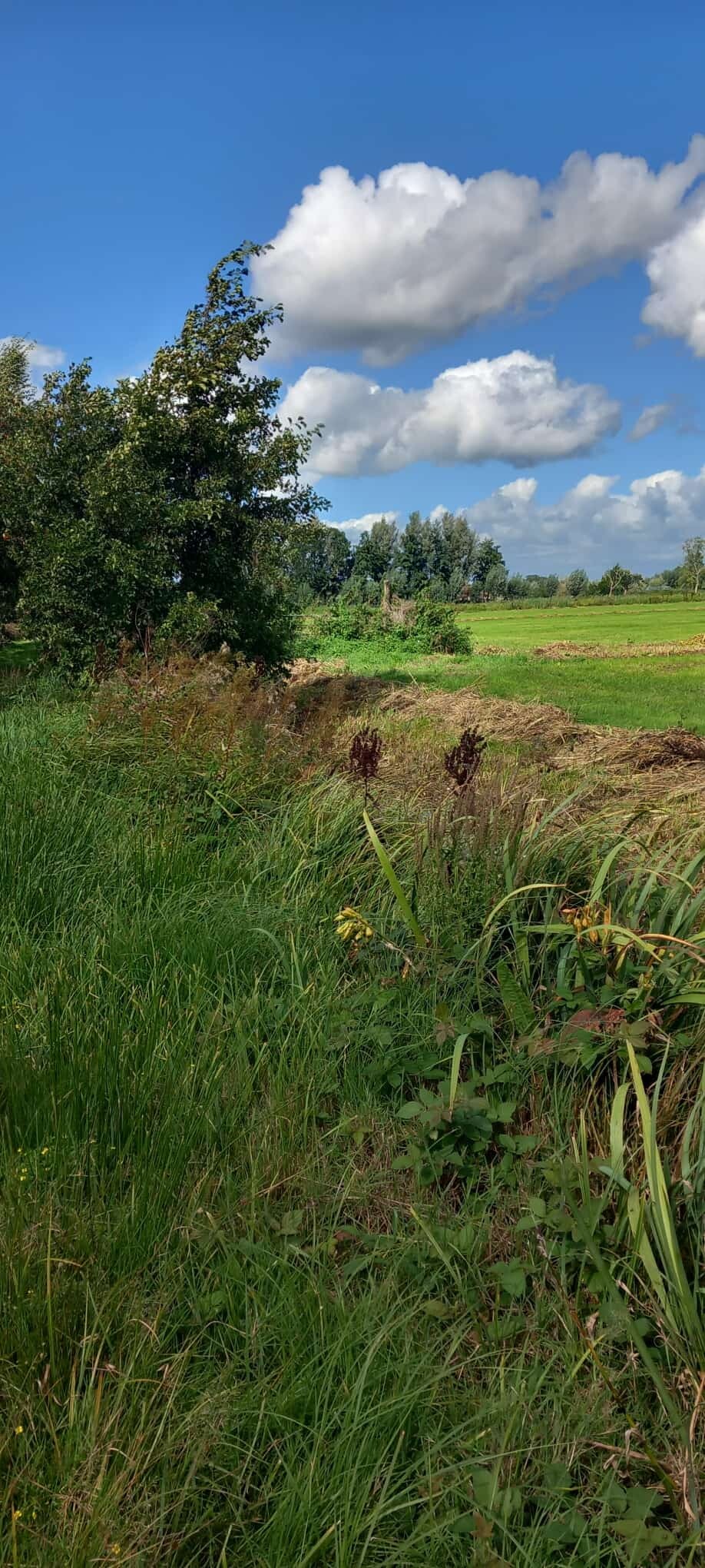 Driebruggen