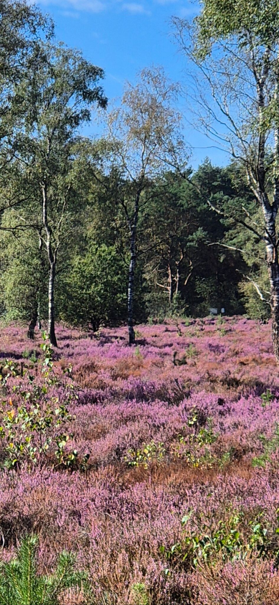 Foto van opname