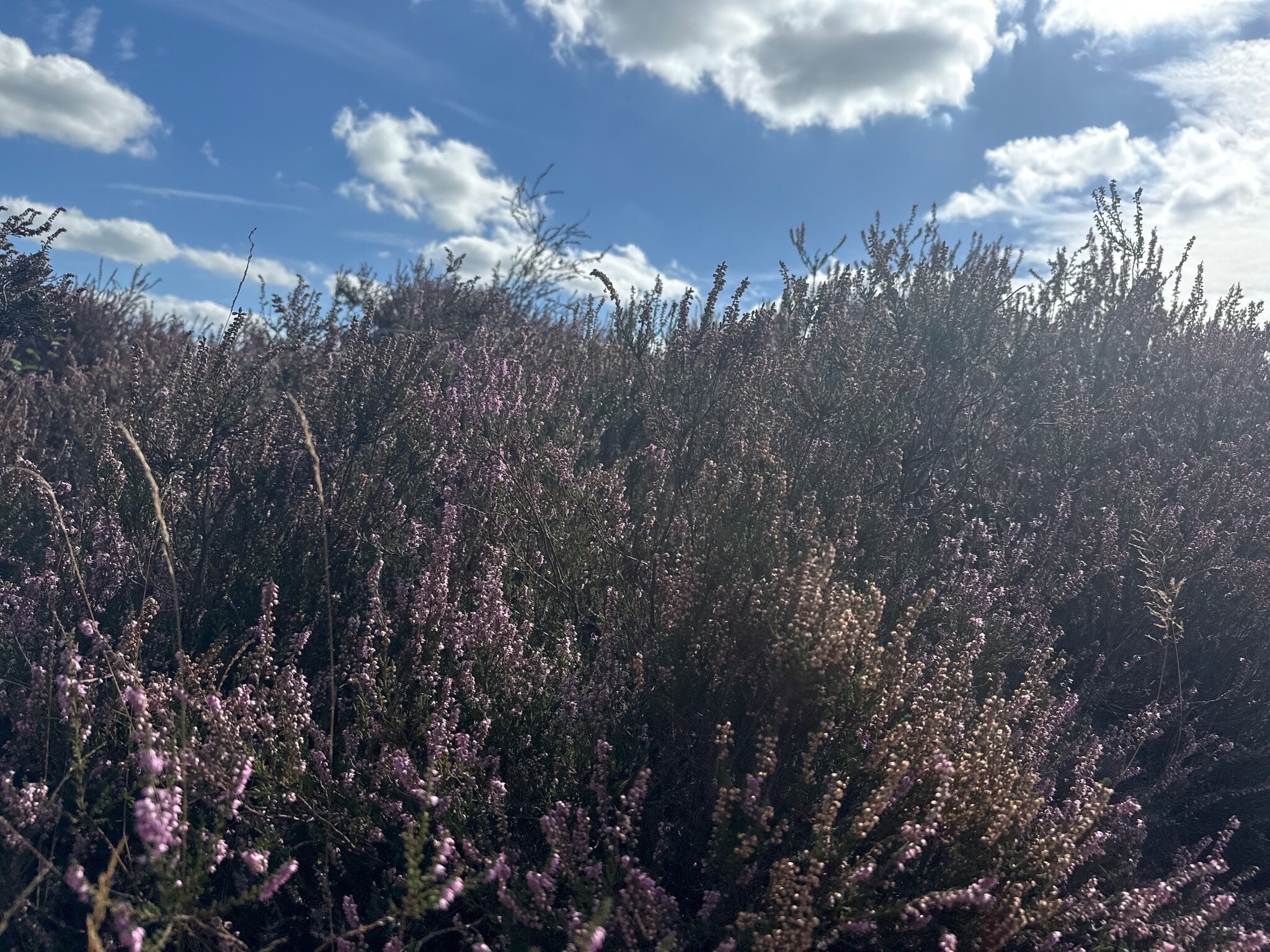 WandelWeb routes