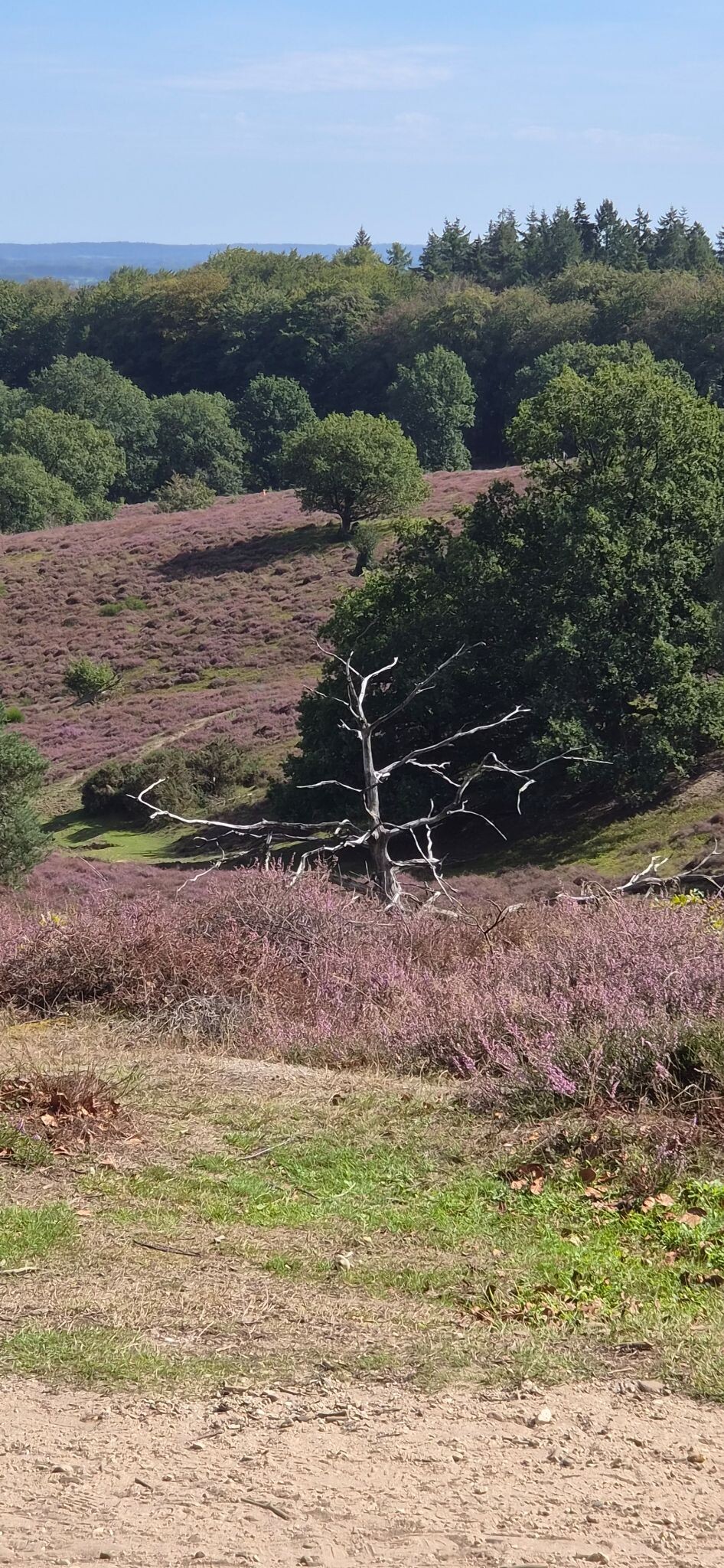 Rheden - Rozendaal · Veluwe Zwerfpad etappe 18