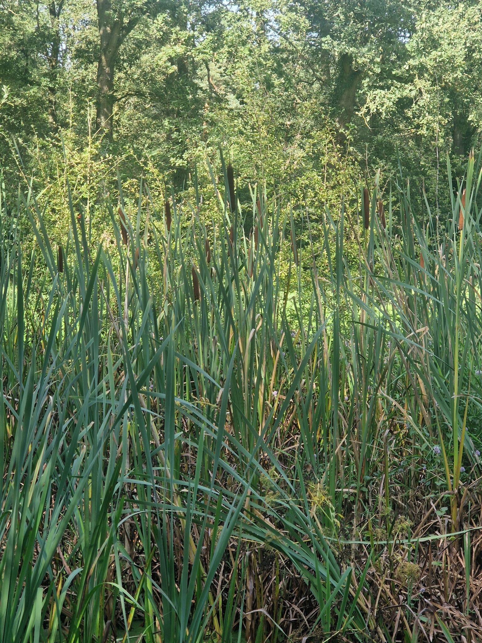 Vloeiweidenpad, Haaksbergen