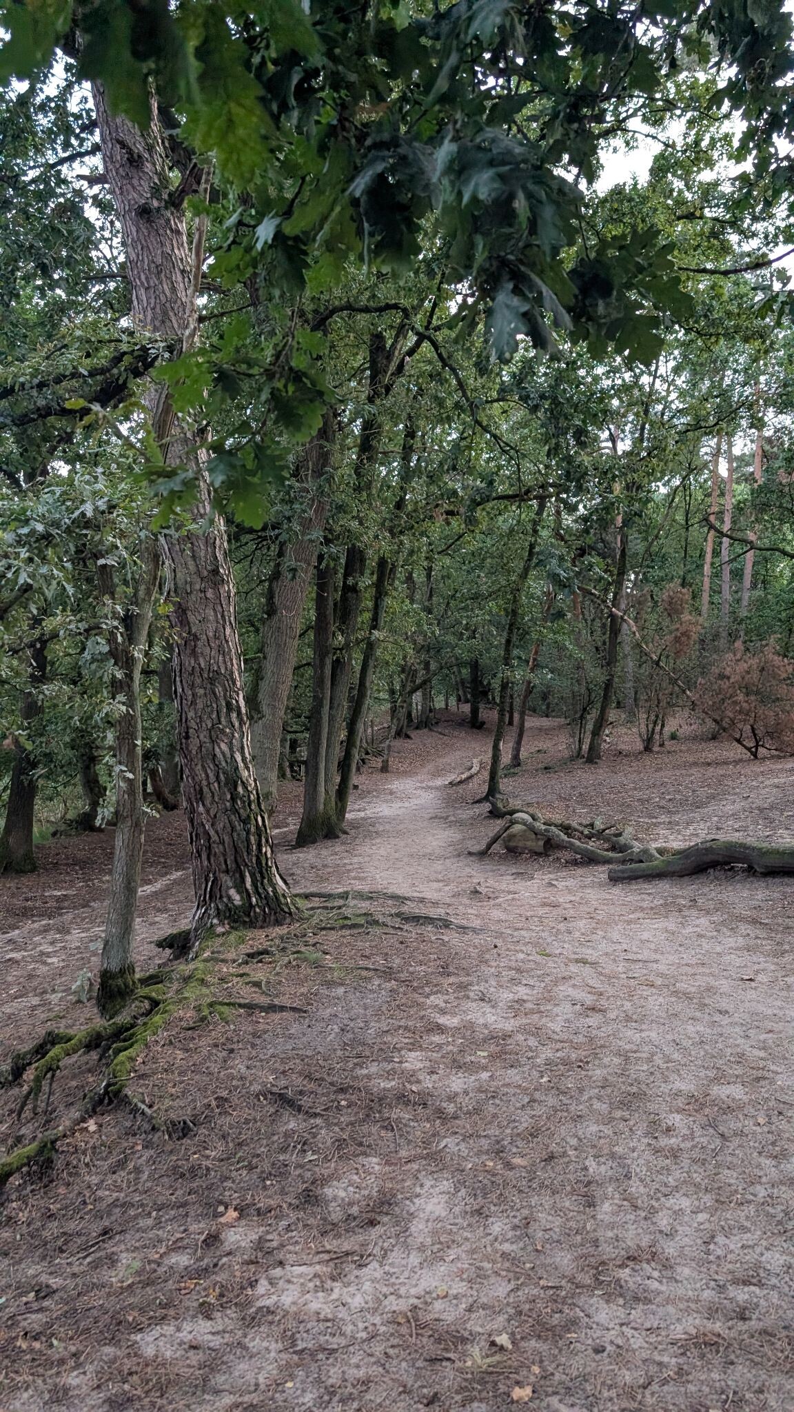 Klein rondje Hatertse vennen