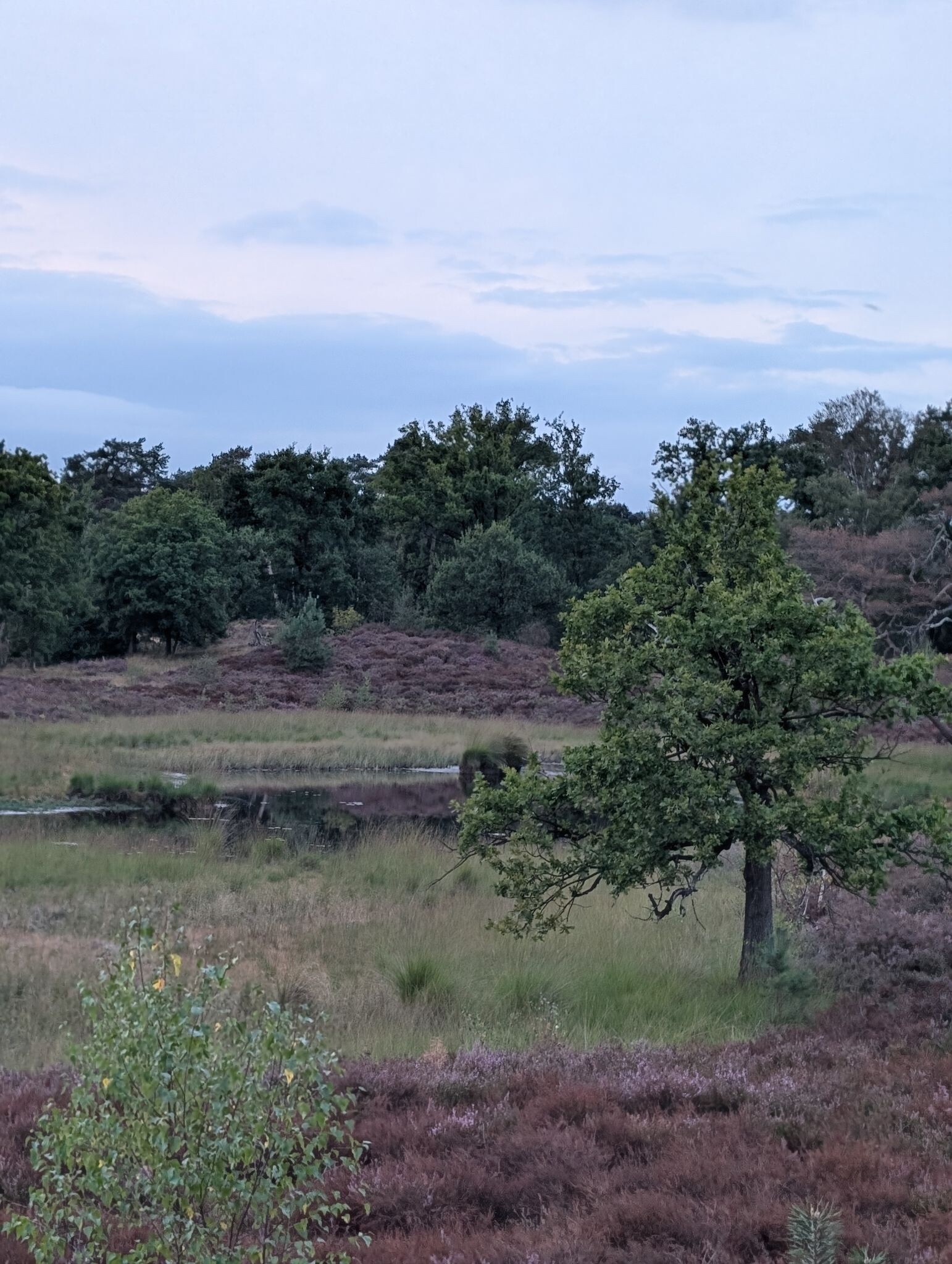 Klein rondje Hatertse vennen
