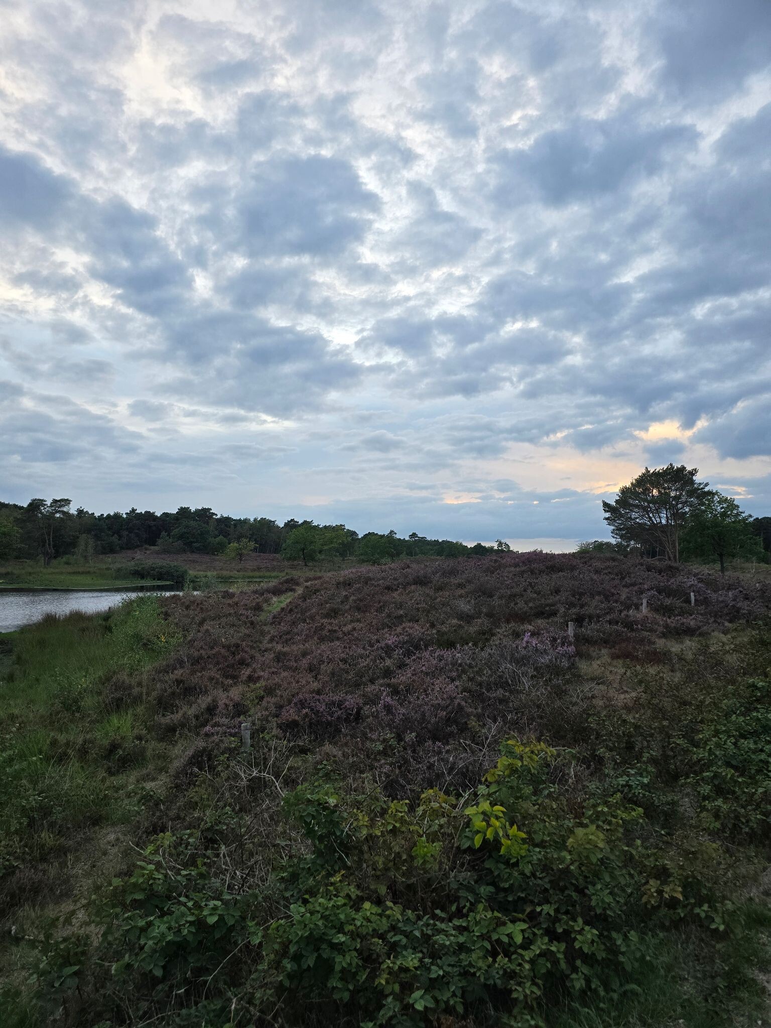 Zonsondergang wandeling zonder zonsondergang Hatertse Vennen