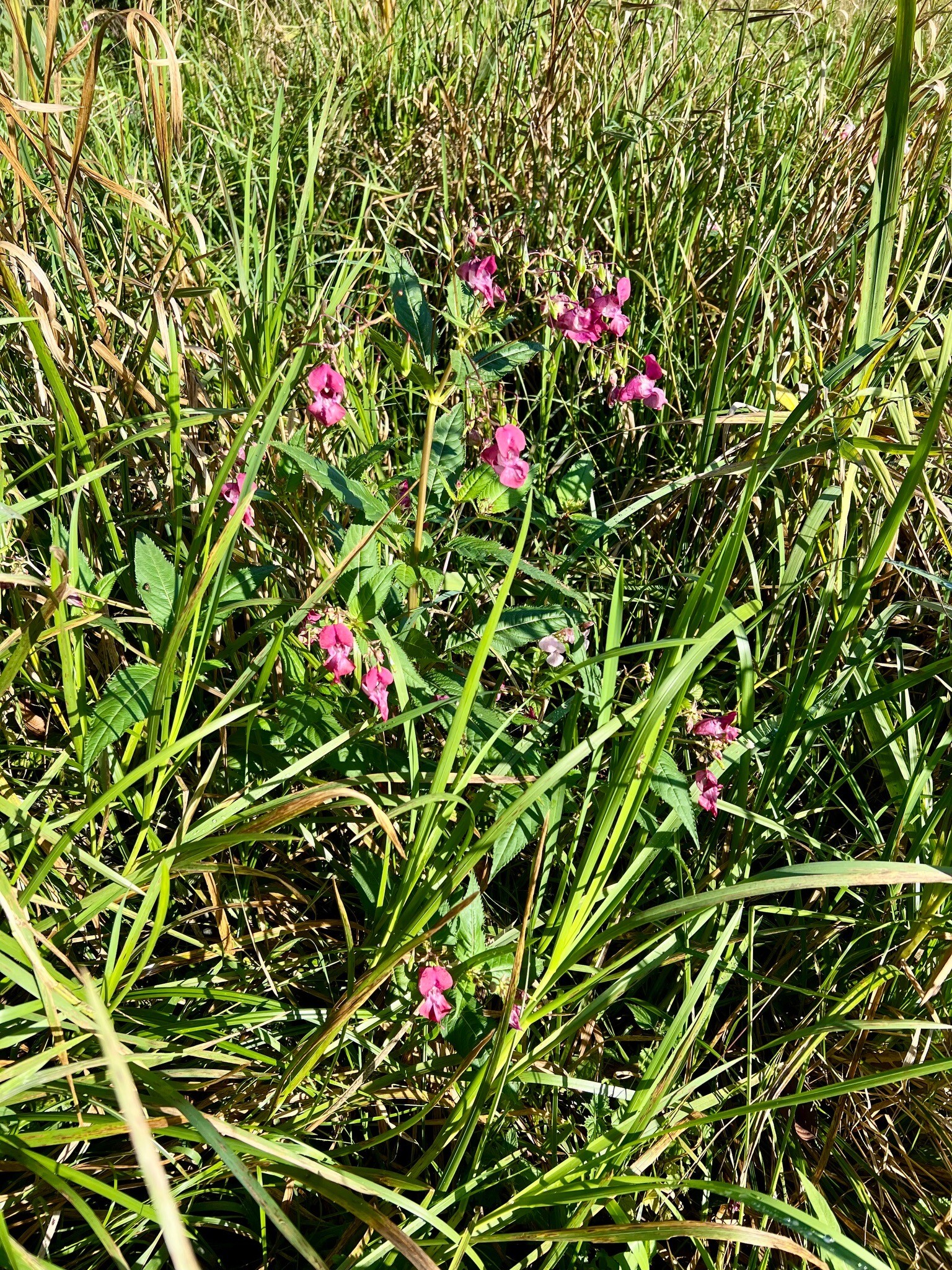 Lettelberterpetten