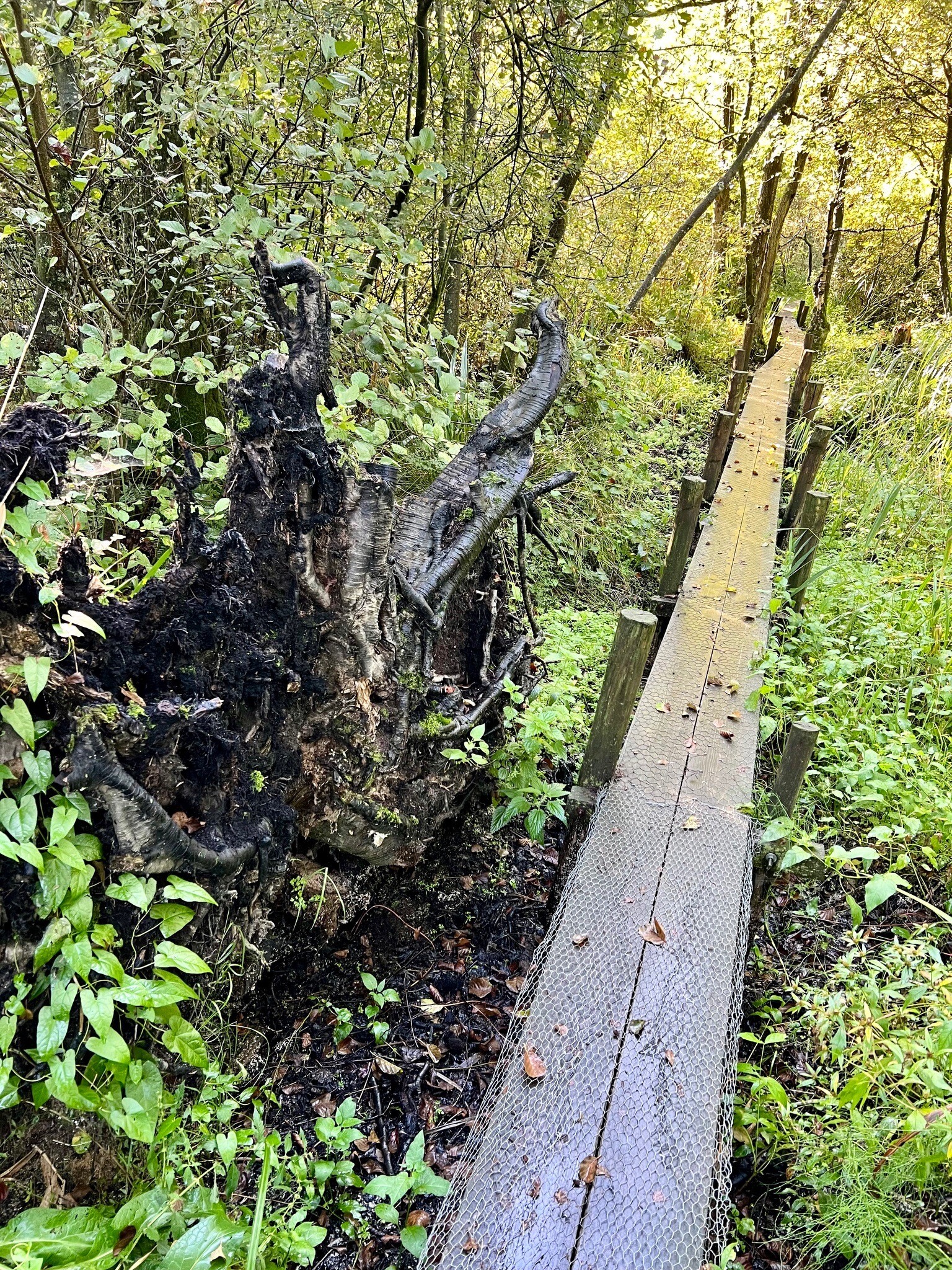 Lettelbert