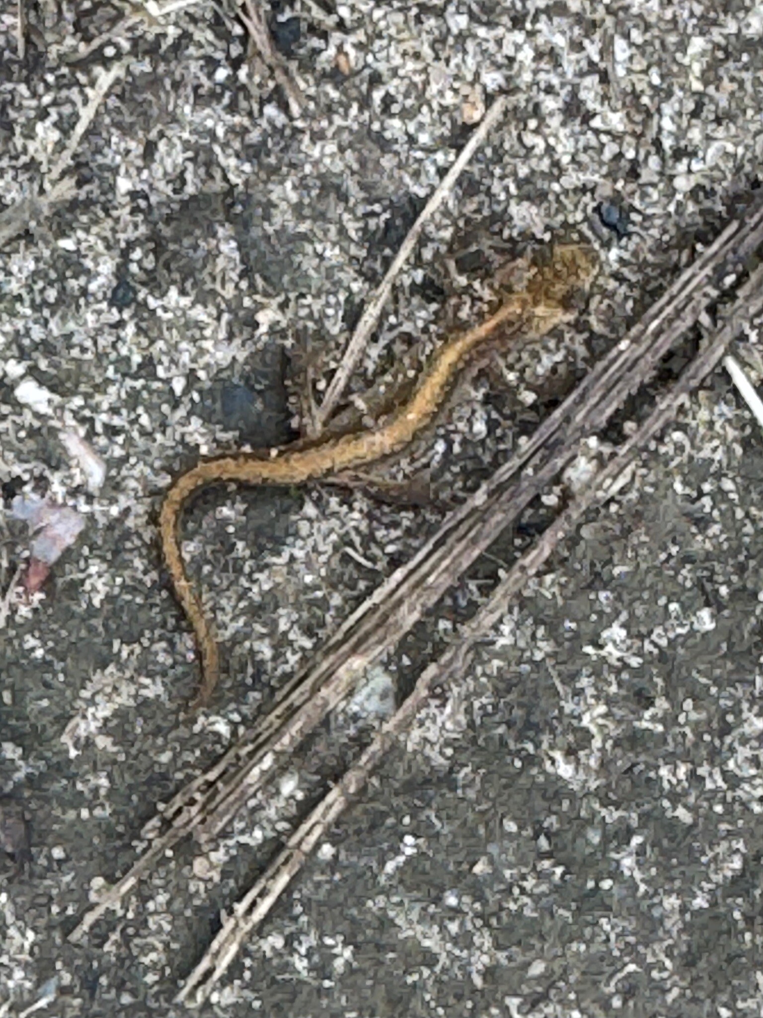 Susteren