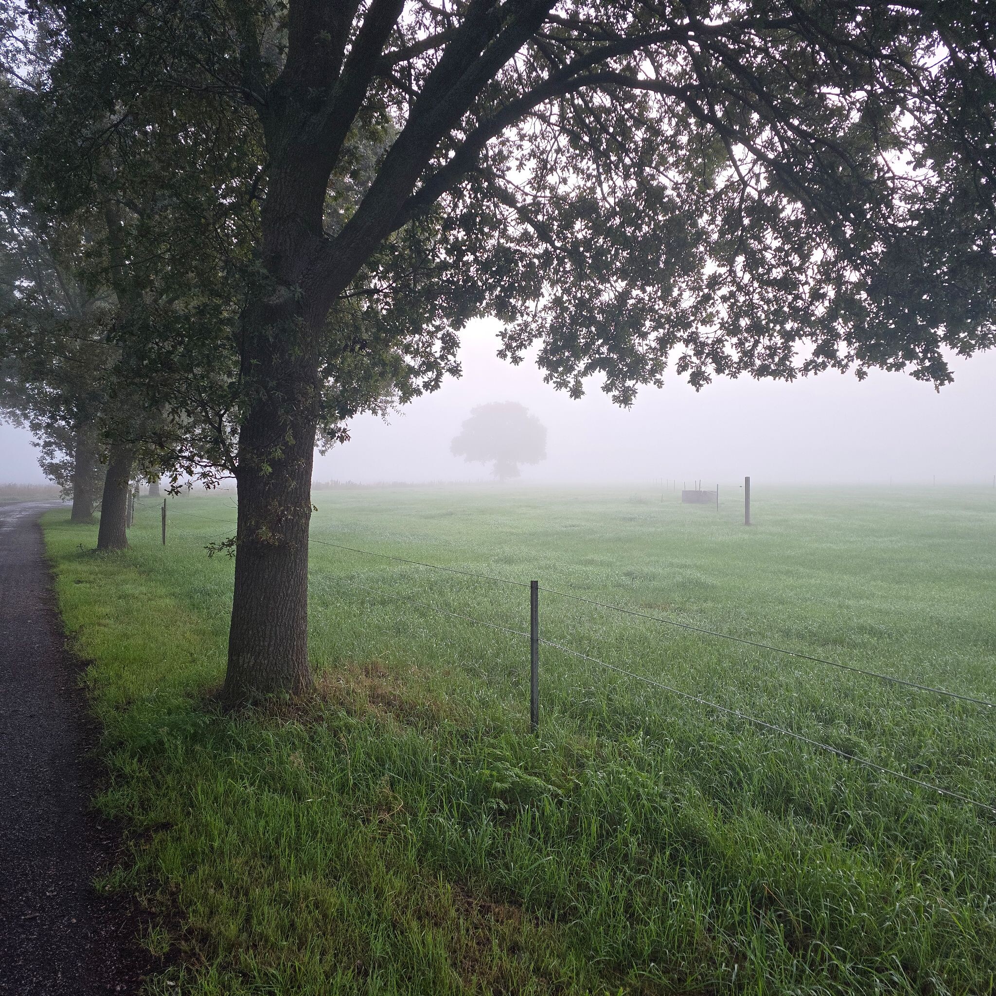 Spier