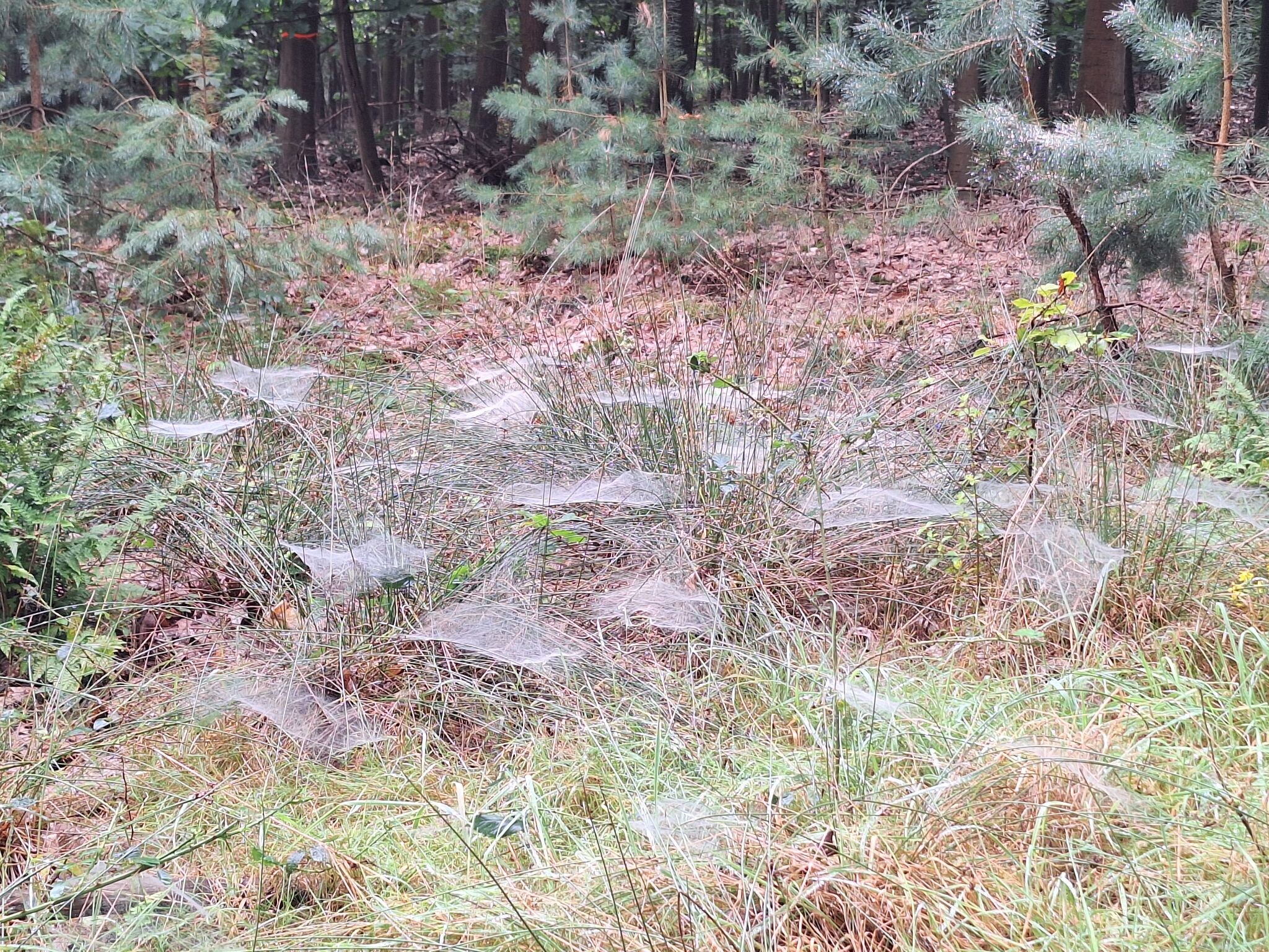 Sallandse Toppentocht, Etappe 2 - Nijverdal - Hellendoorn