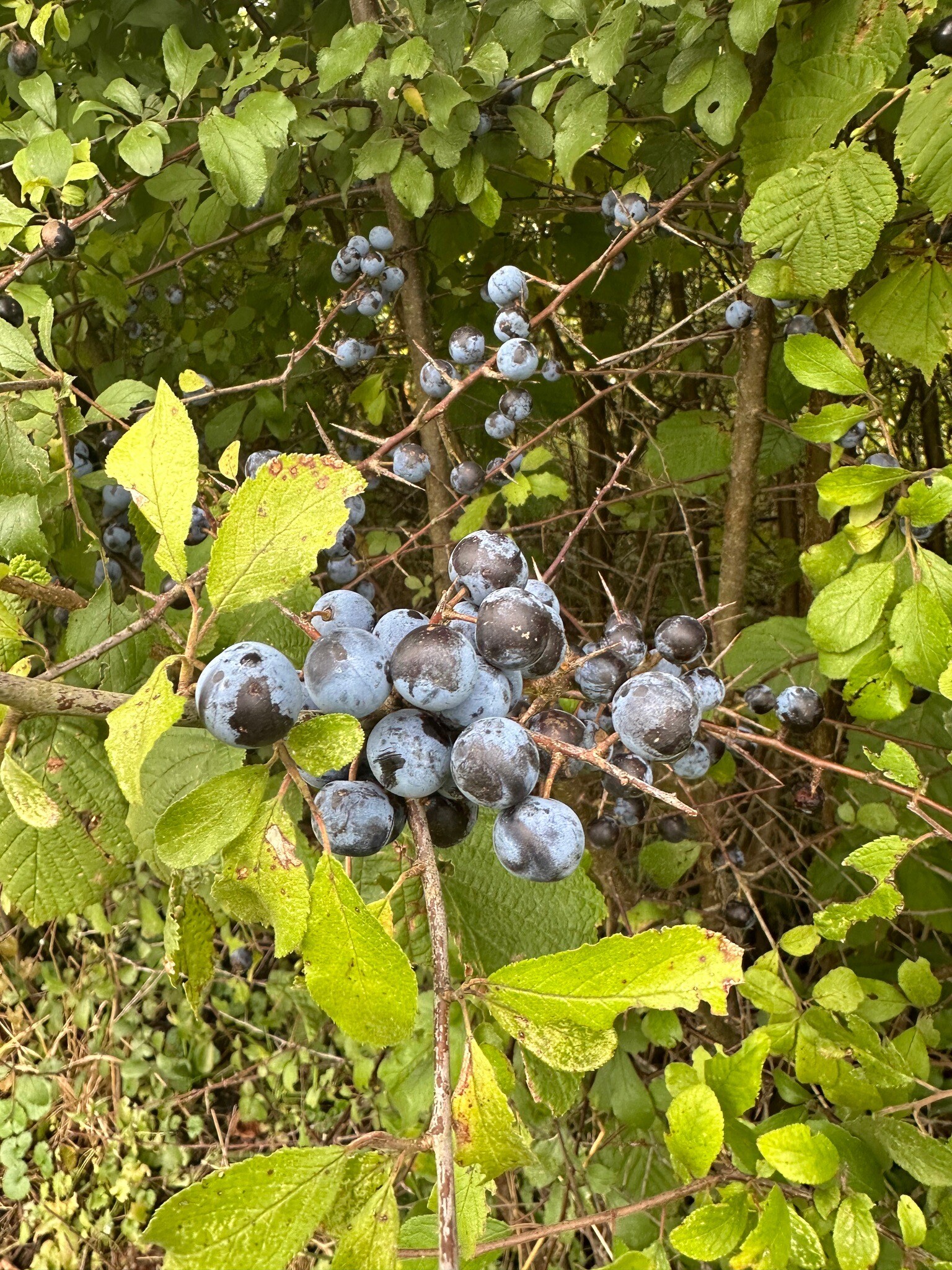 Grimberg - Blauw