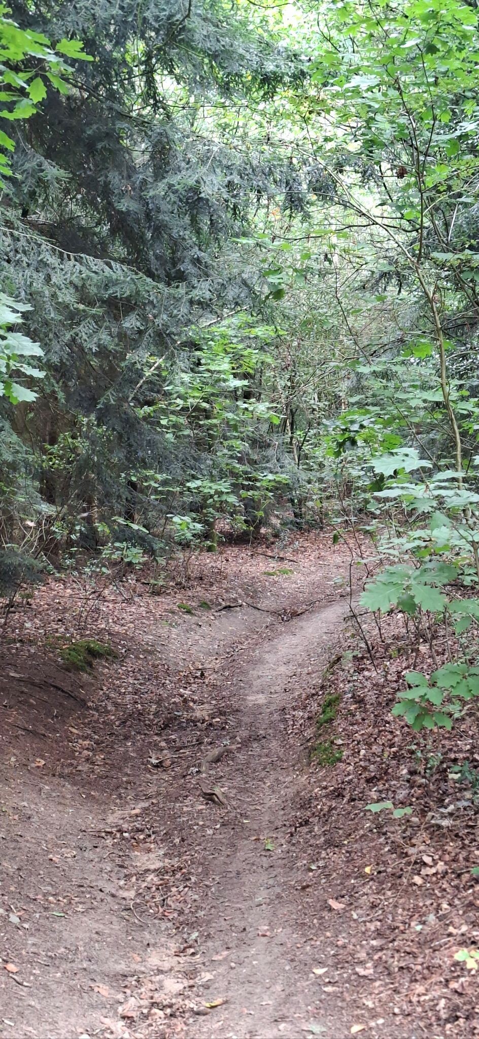 Lunteren ede