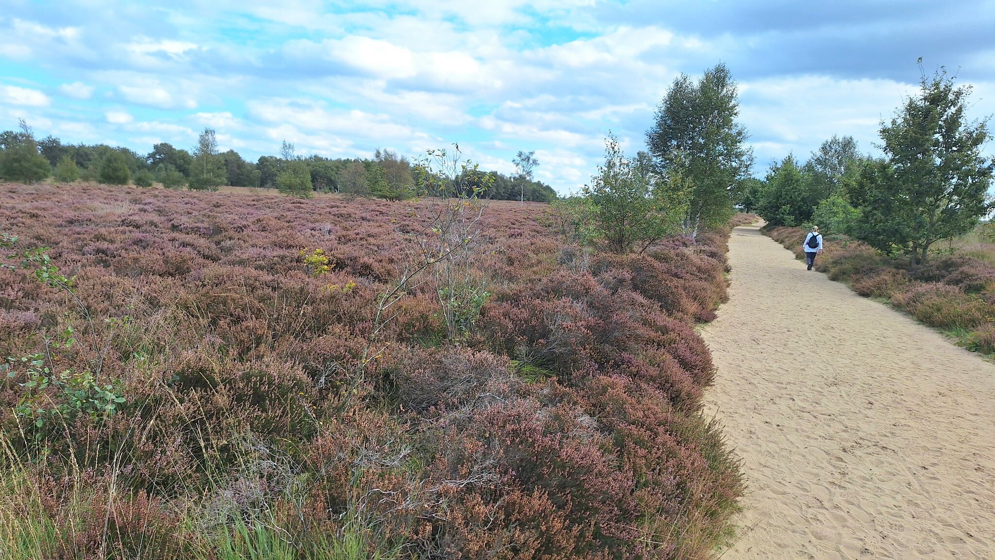 Over het Balloërveld vanuit Rolde