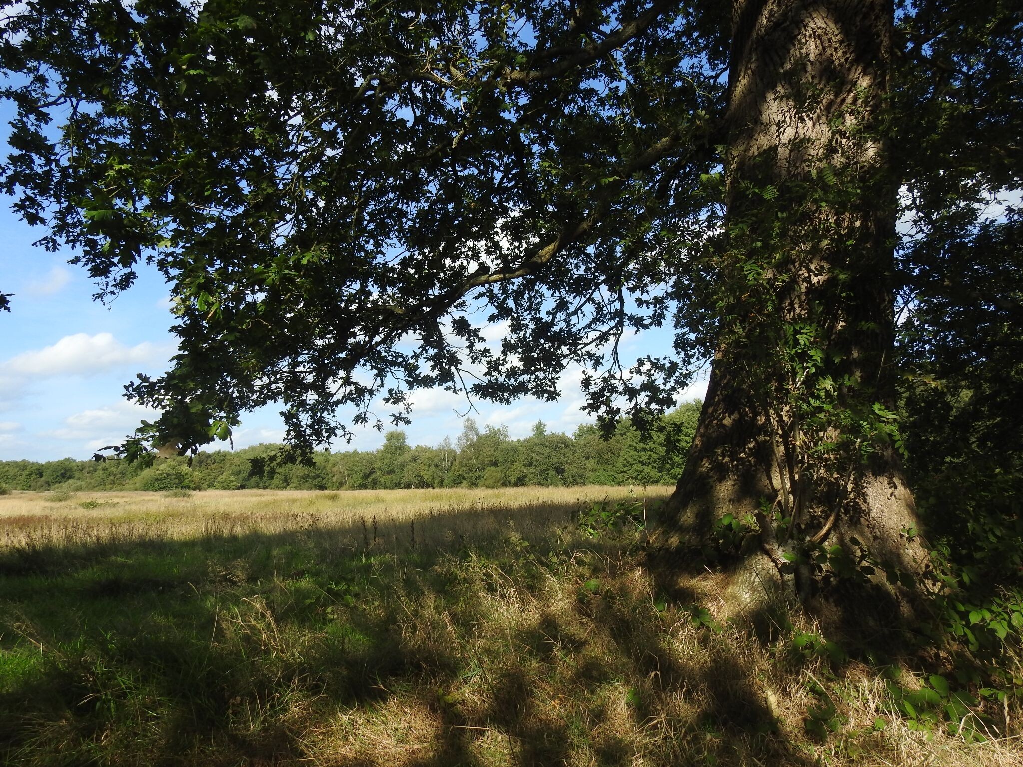 Over het Balloërveld vanuit Rolde
