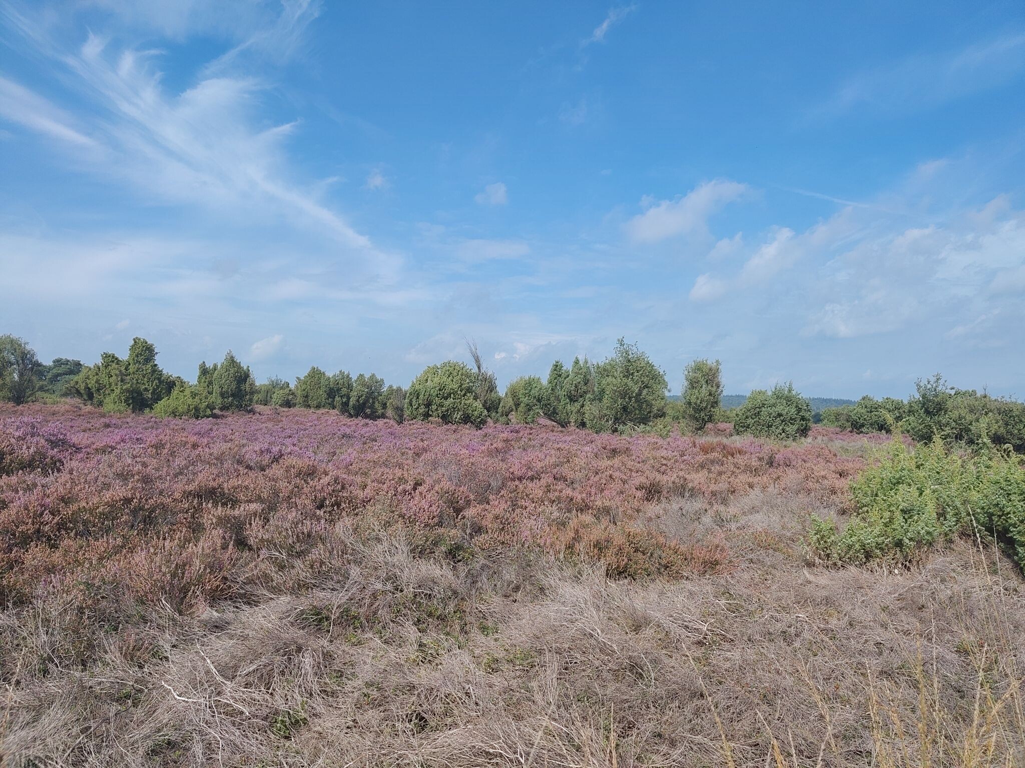 Noetsele - Blauw